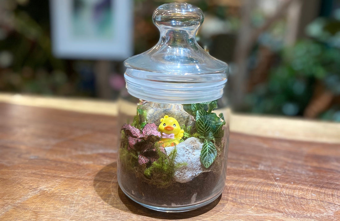 Terrarium Care: The Art of Doing Almost Nothing