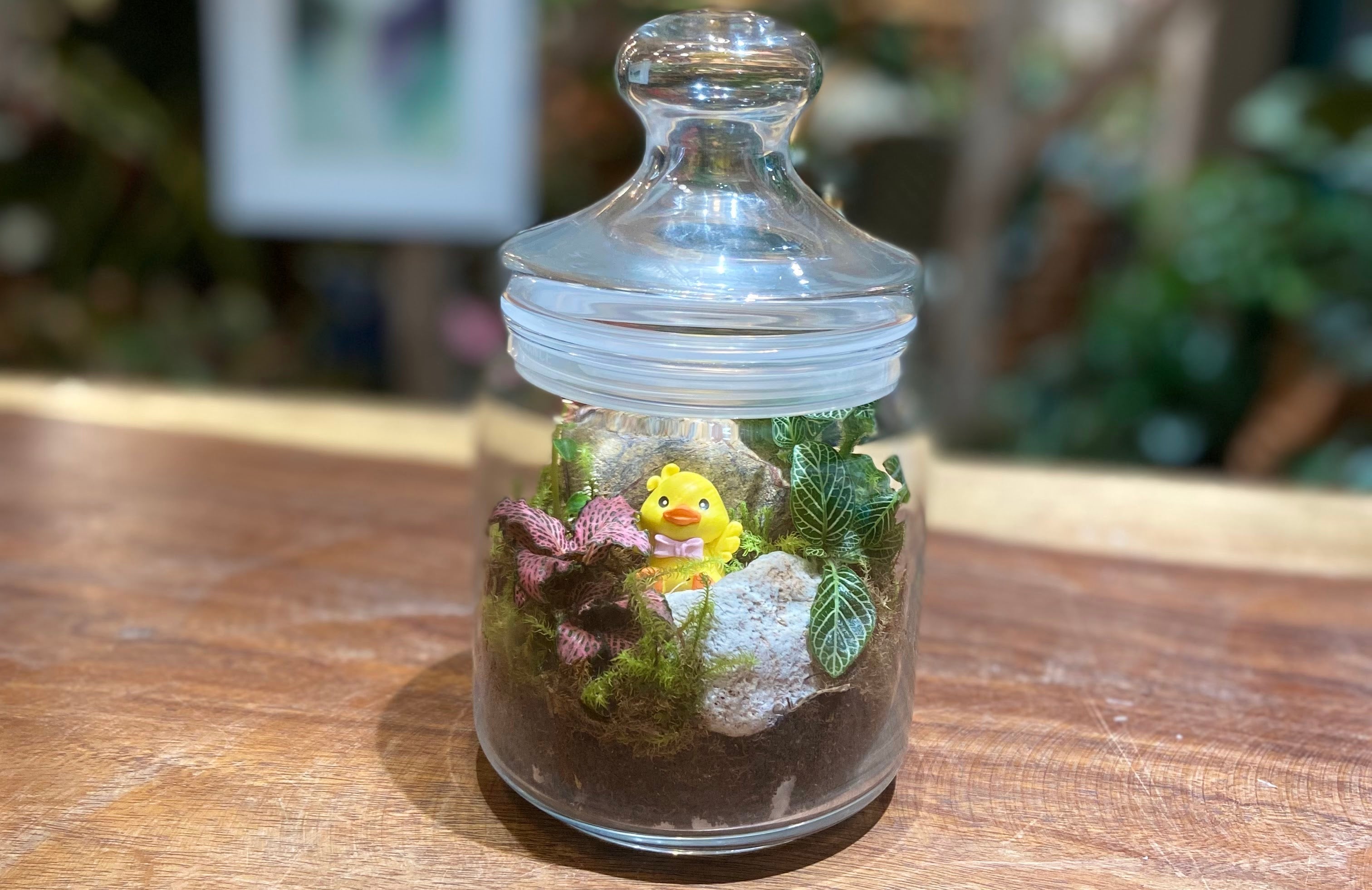 Terrarium Care: The Art of Doing Almost Nothing
