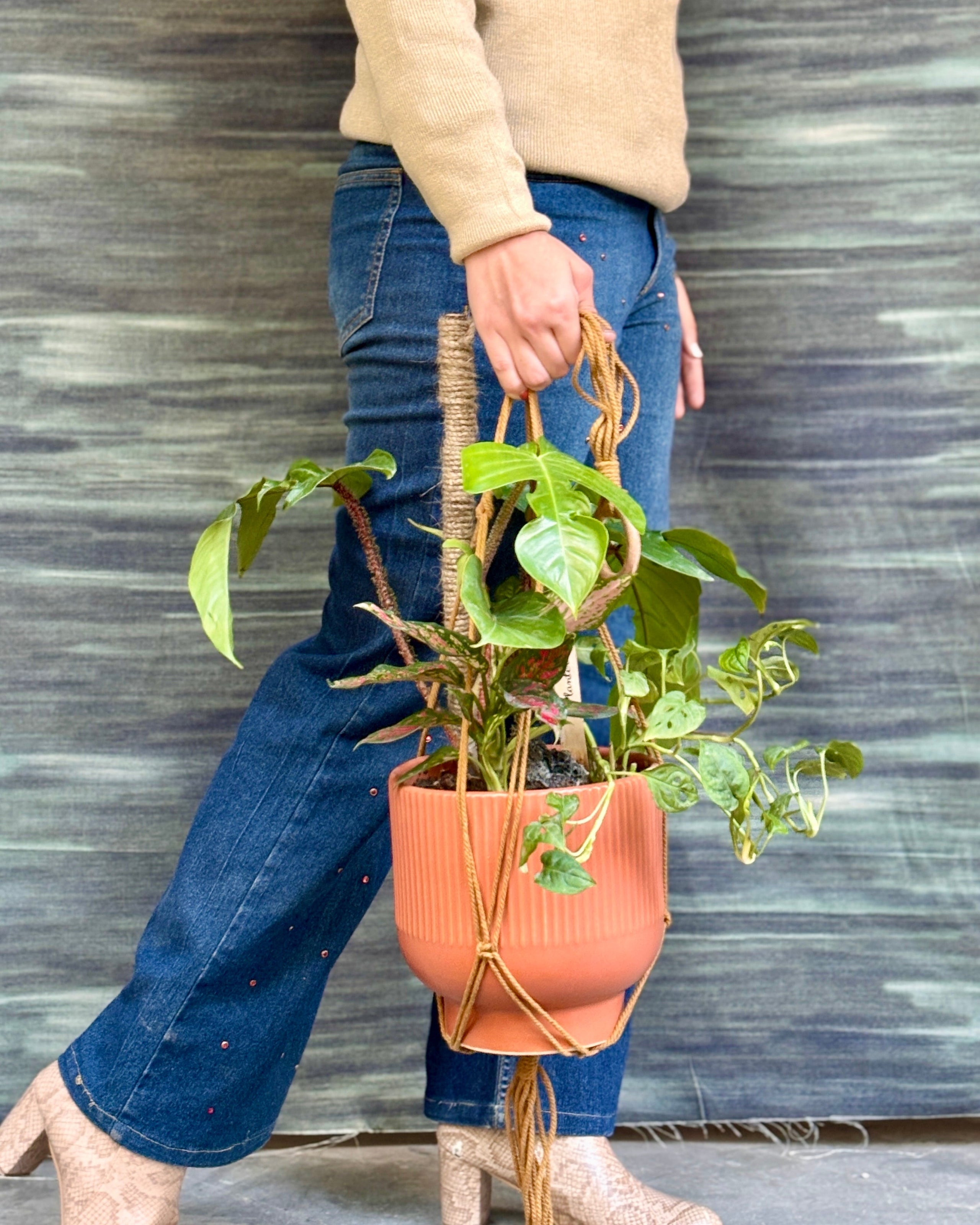 Bonsai & Arrangements