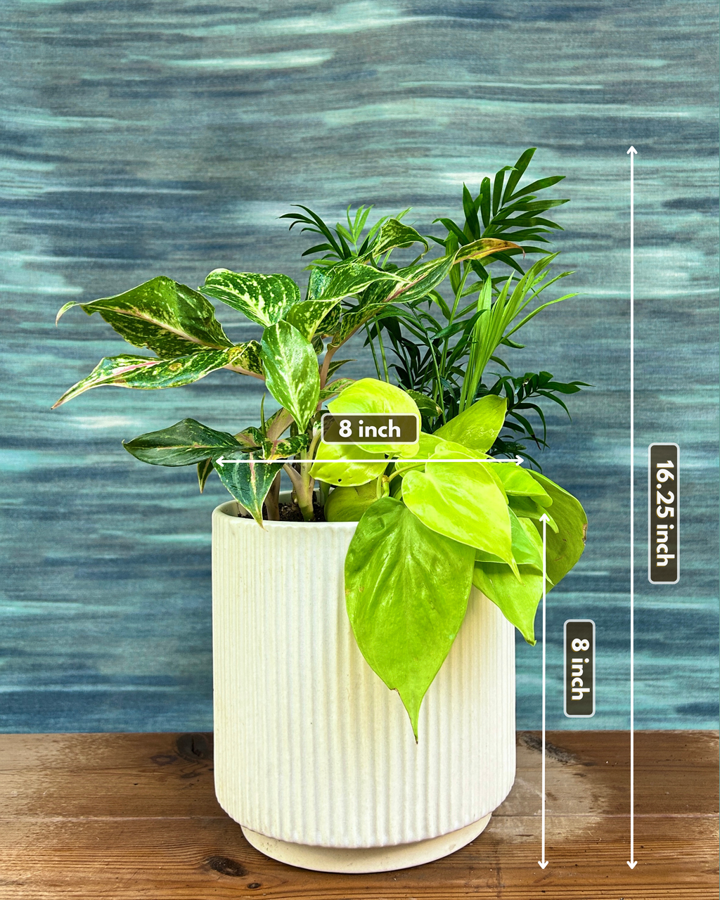 Lemon Glow Canopy on White Java