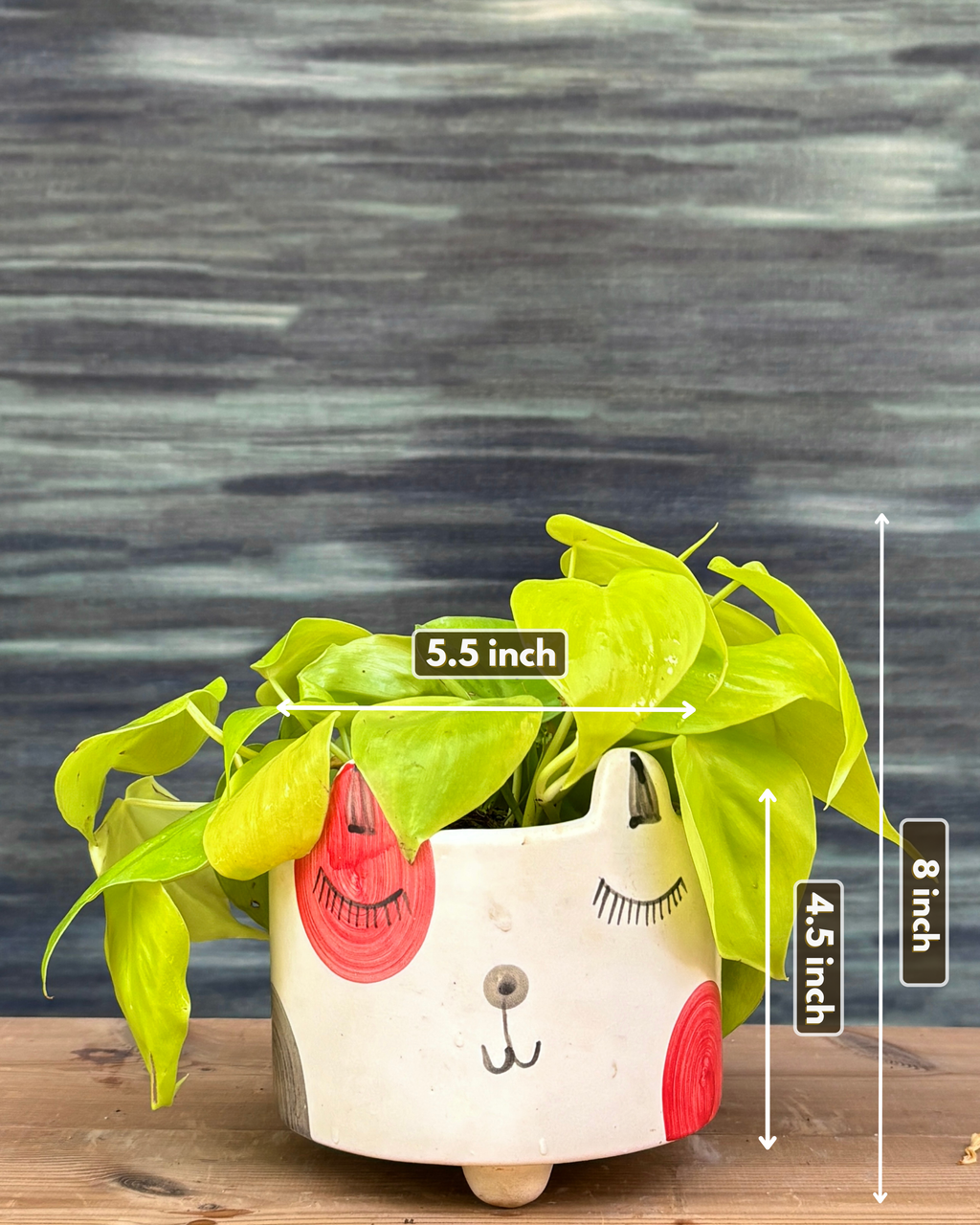 Lemonlime in Cat Face