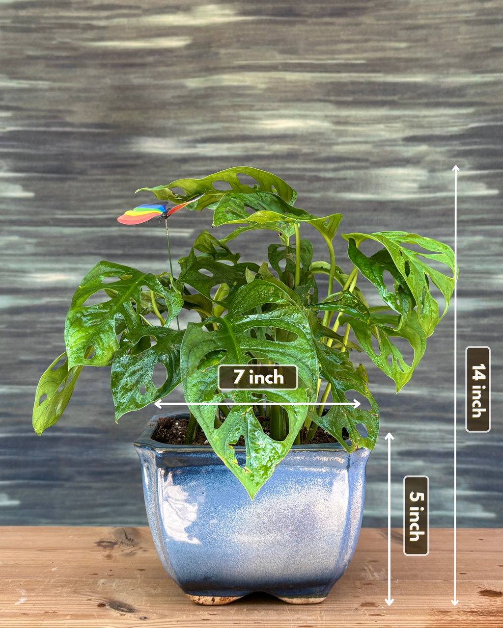 Monstera Adansonii in Blue Trough