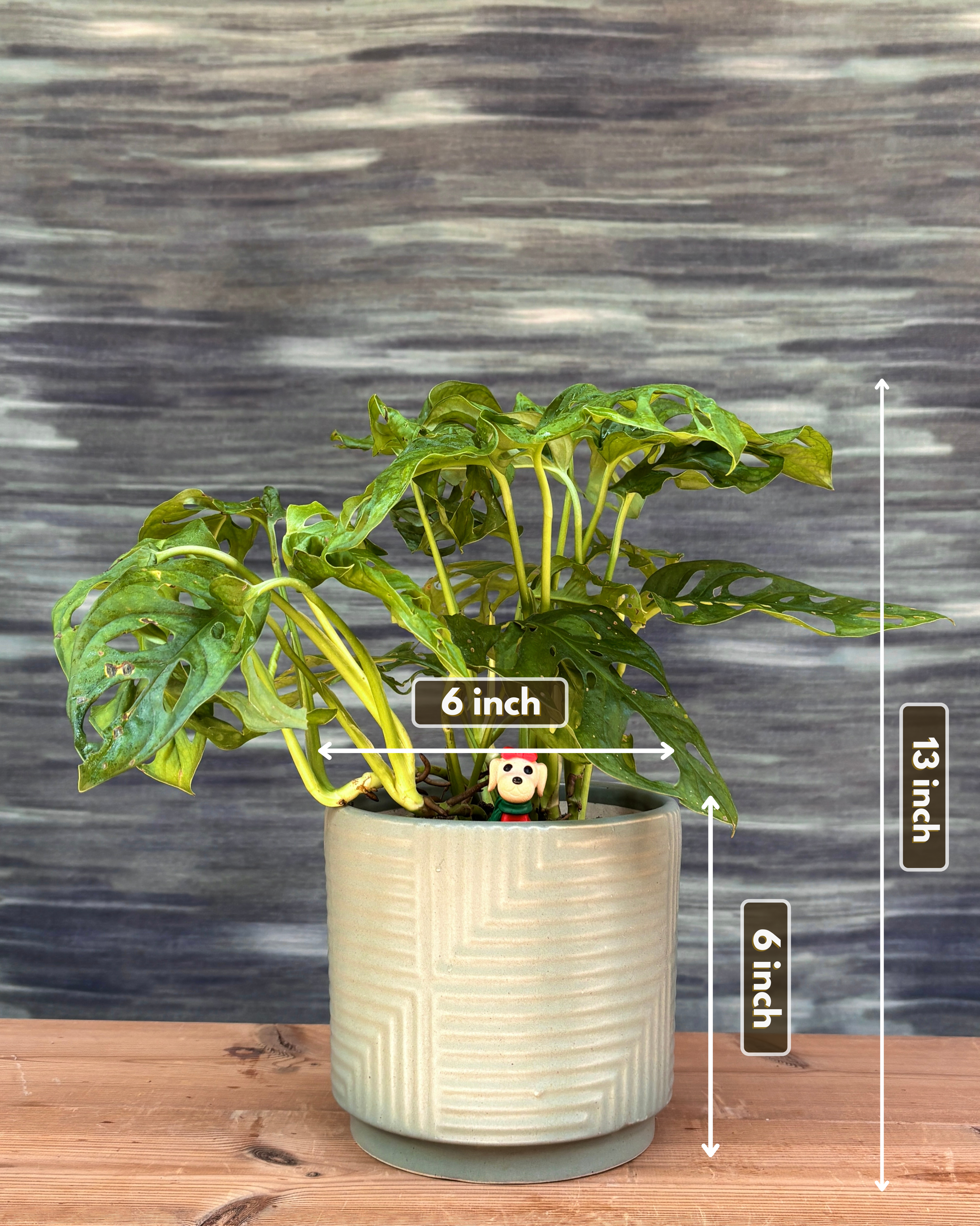 Monstera Adansonii in Grey Geo