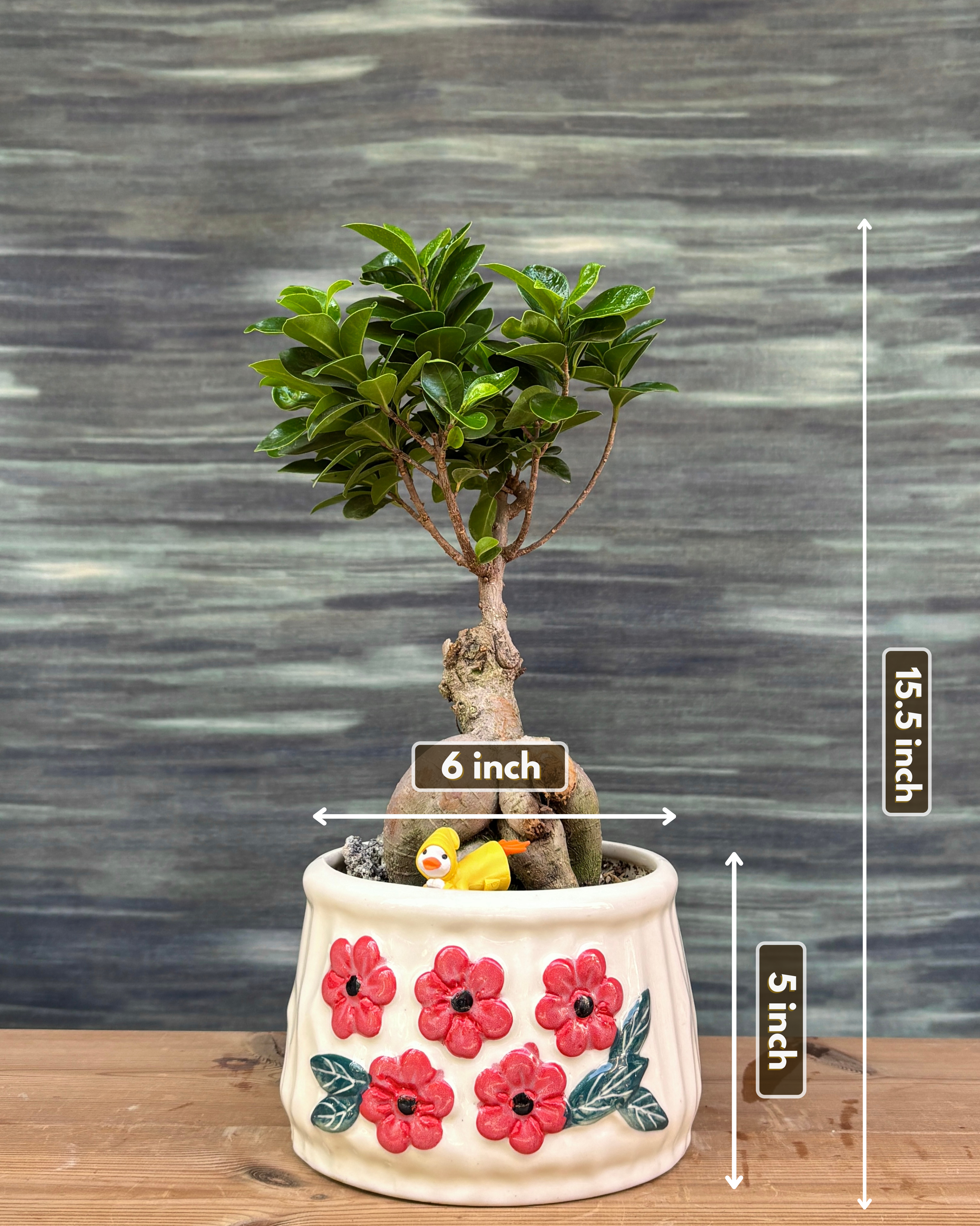 Ficus Ginseng Bonsai in Floral Basin