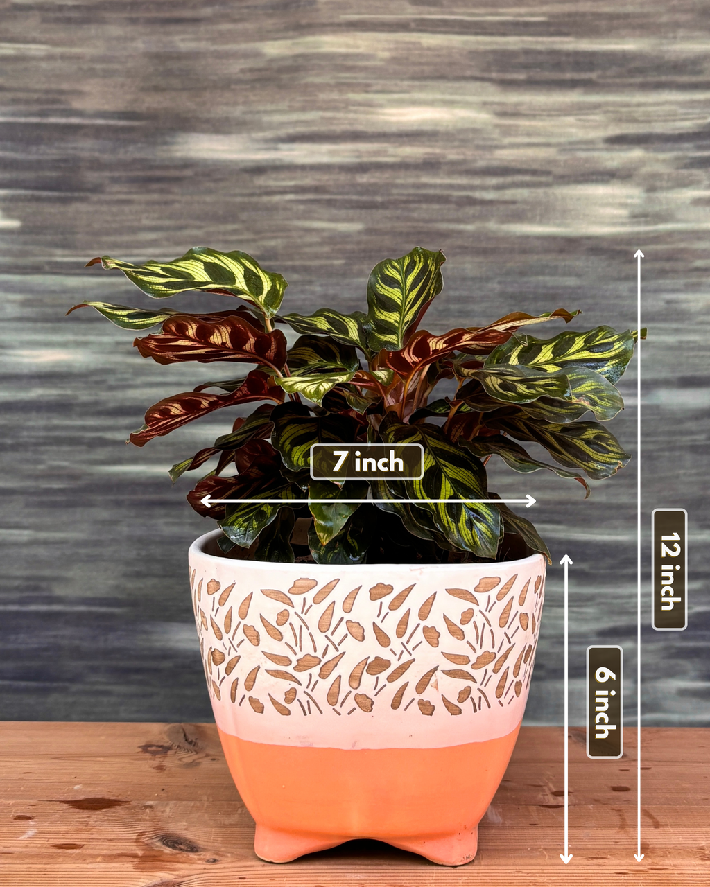 Peacock Calathea in Leafy Quad