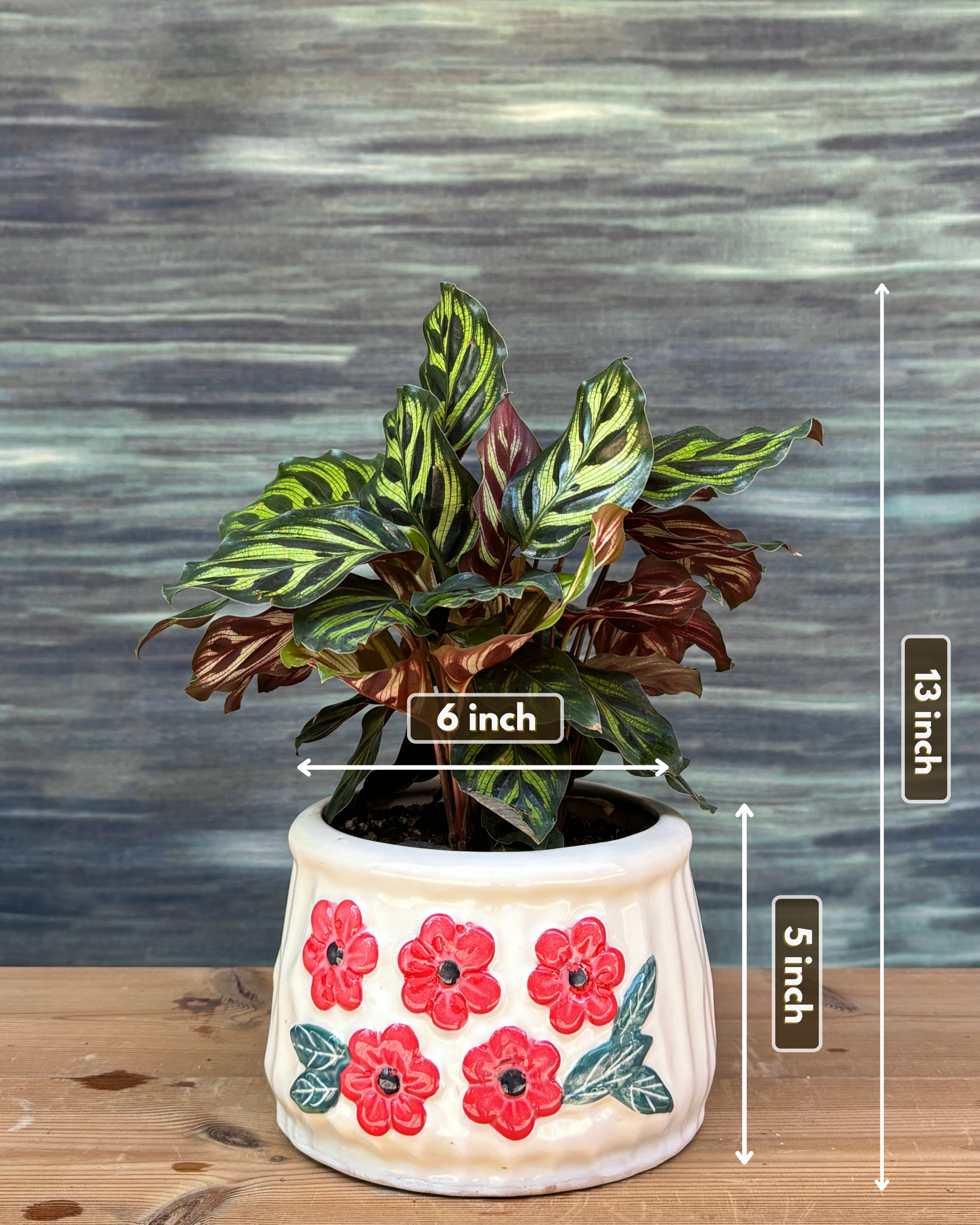 Peacock Calathea in Floral Basin