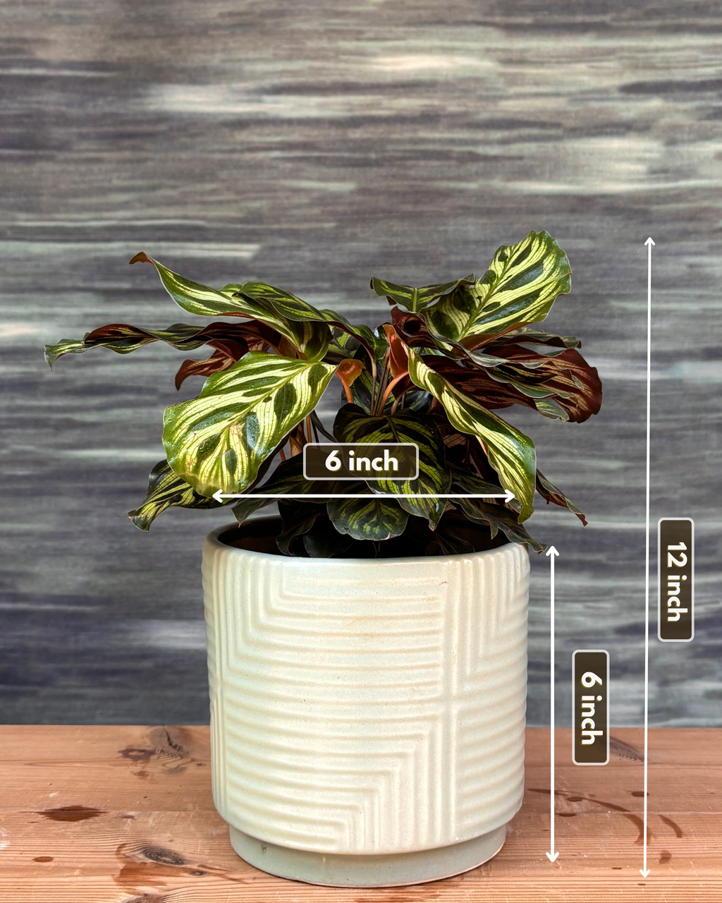 Peacock Calathea in Grey Geo