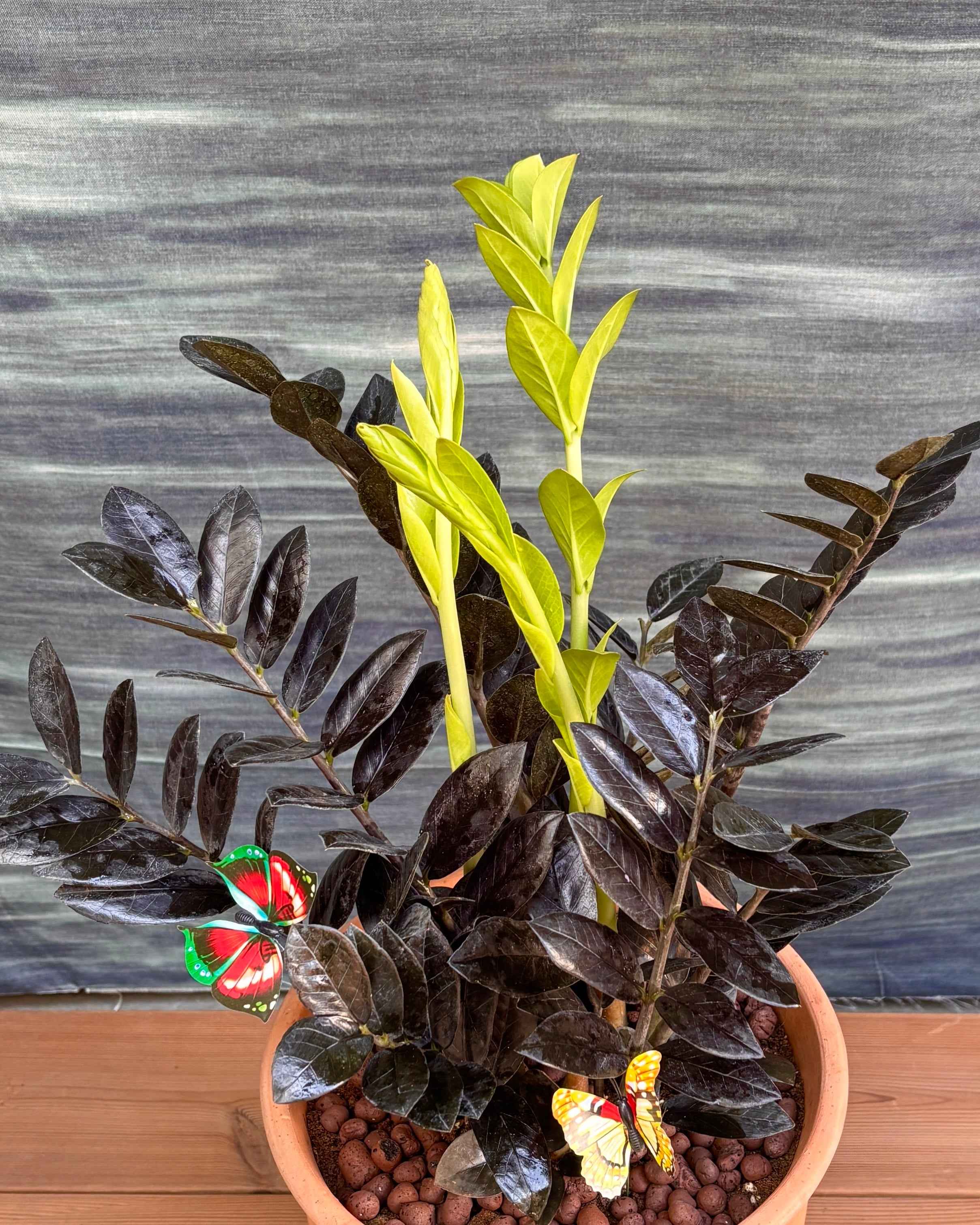 zz plant terracotta pot ZZ Black in Terracotta Chalice