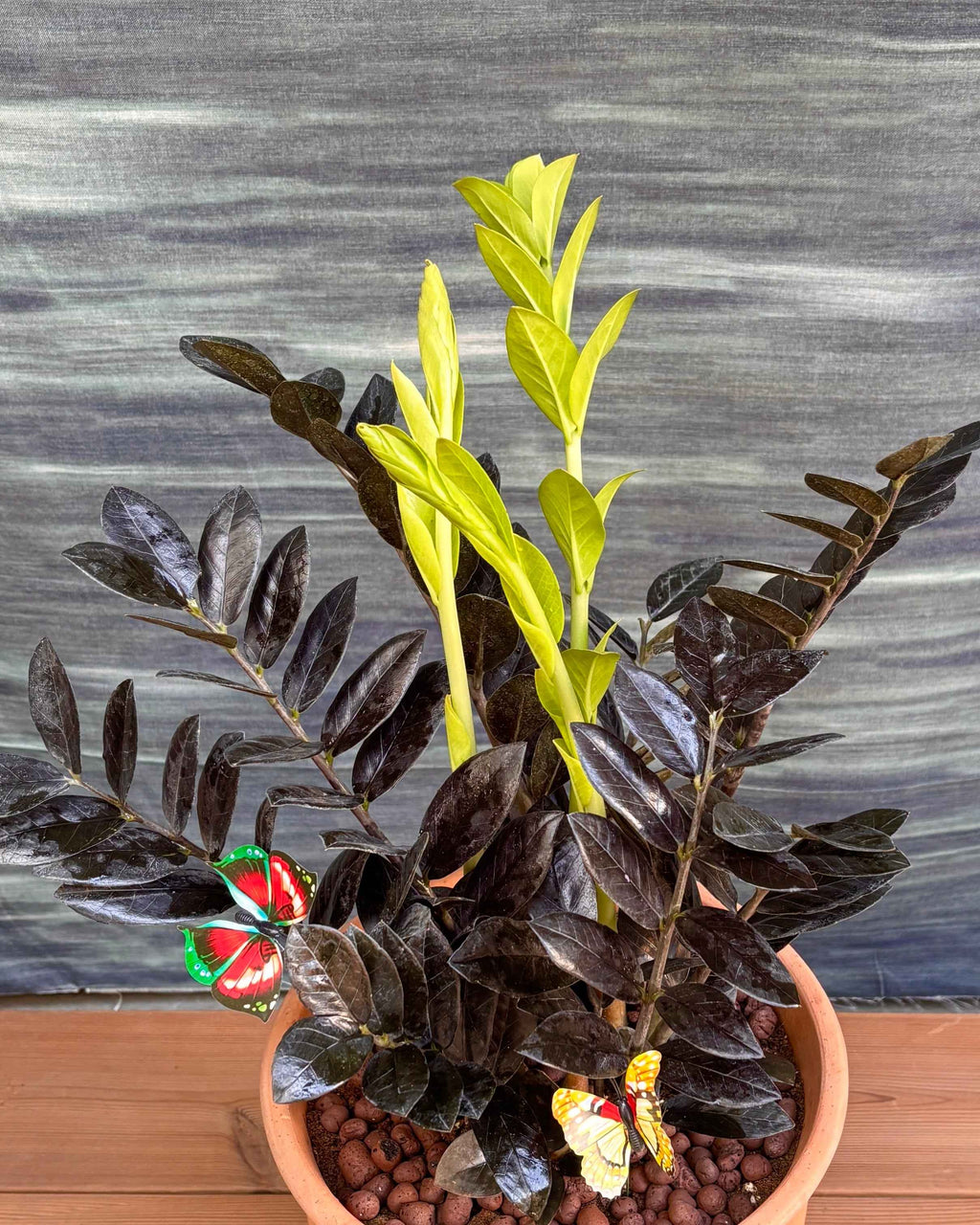ZZ Black in Terracotta Chalice Planterie Studio Pvt. Ltd.