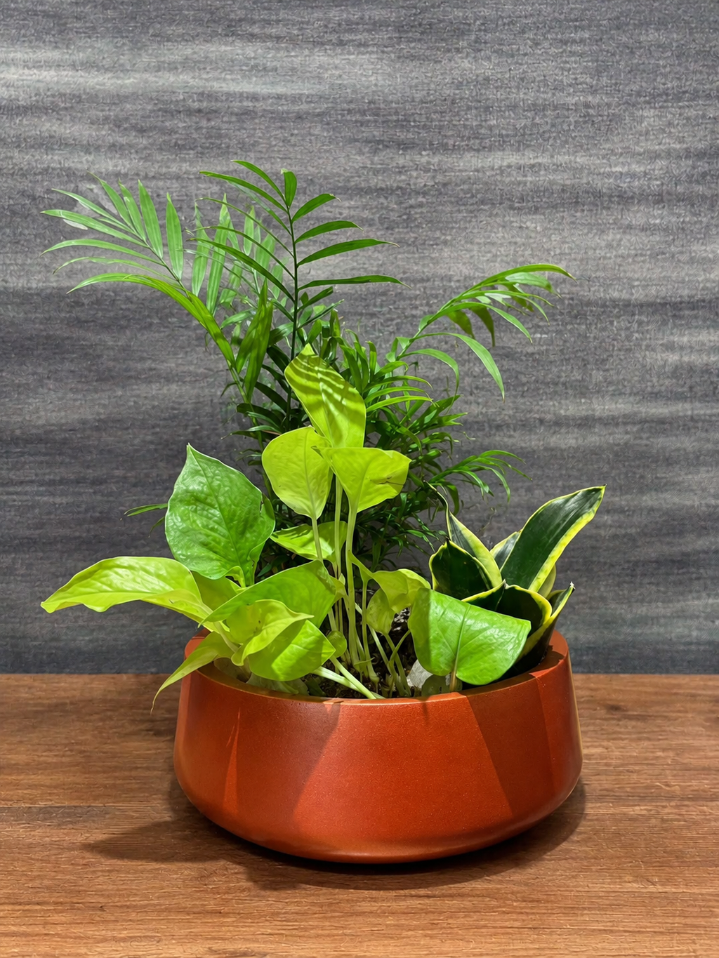Palm Pothos & Hahnii in Fibre