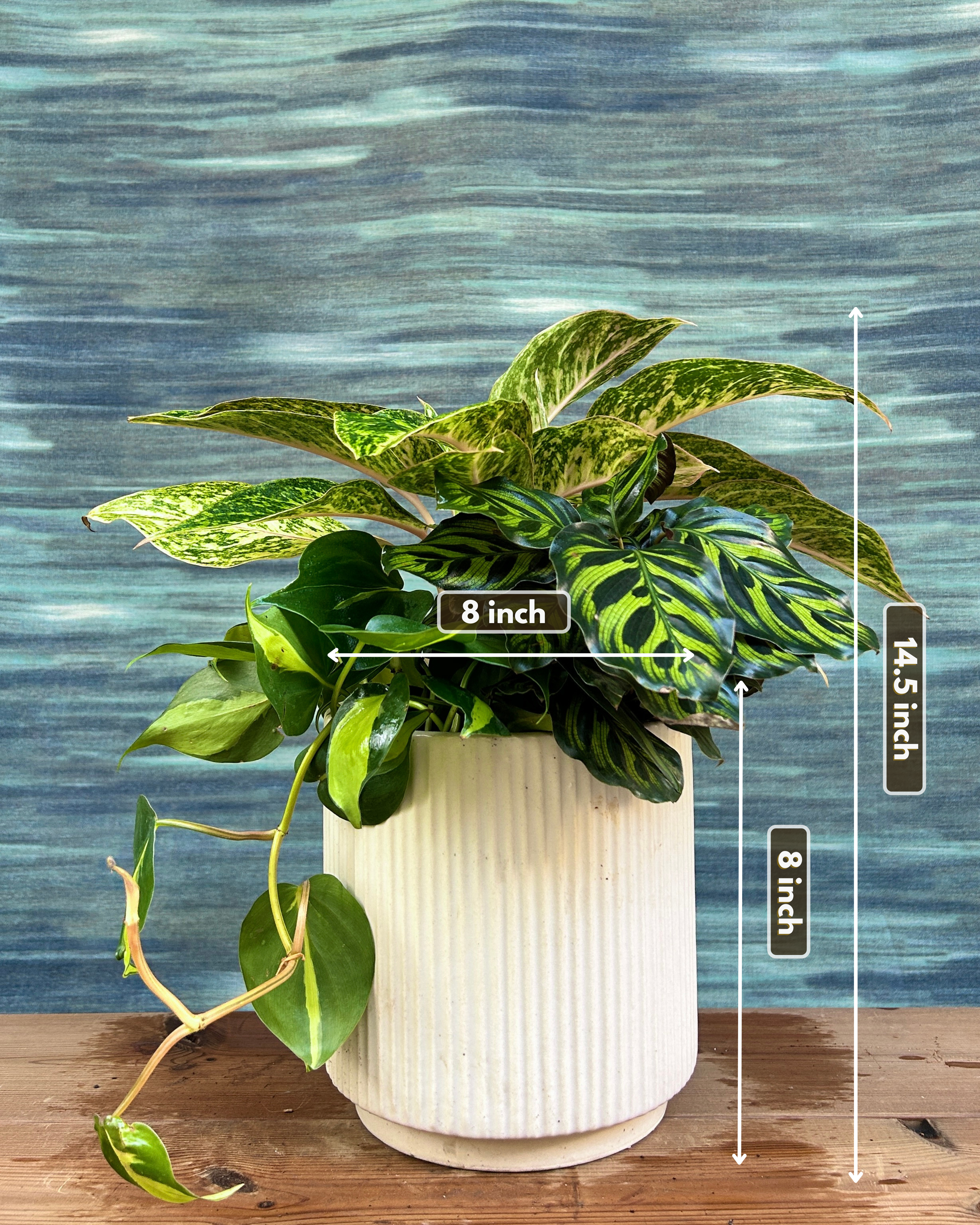 Emerald Trio on White Java