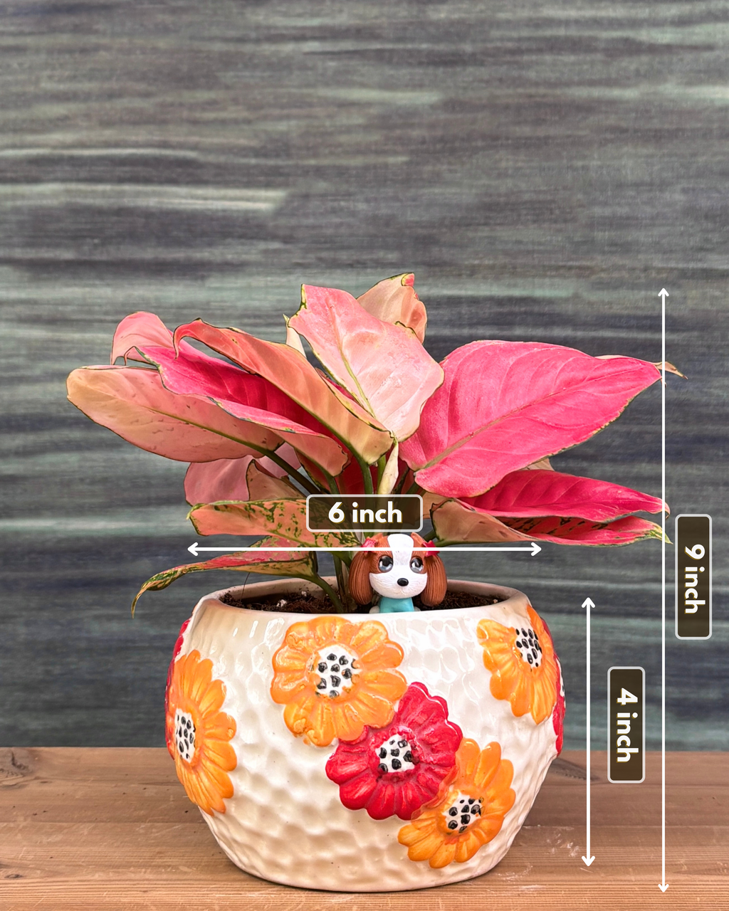 Aglaonema Red in Floral Bowl