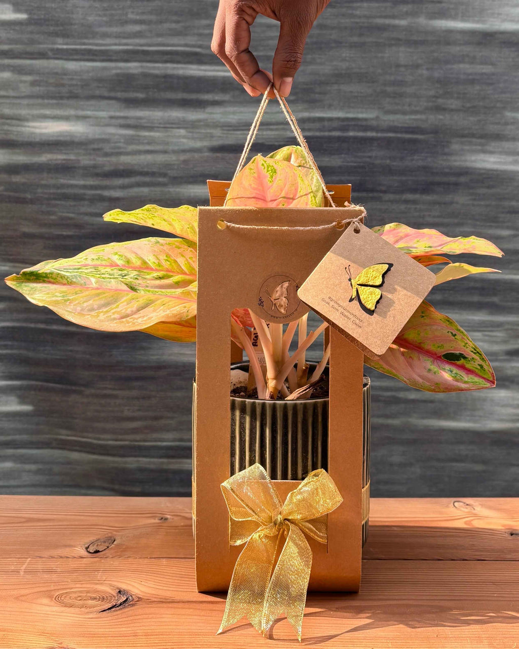 Agloanema Firework in Modern Green Planterie Studio Pvt. Ltd.