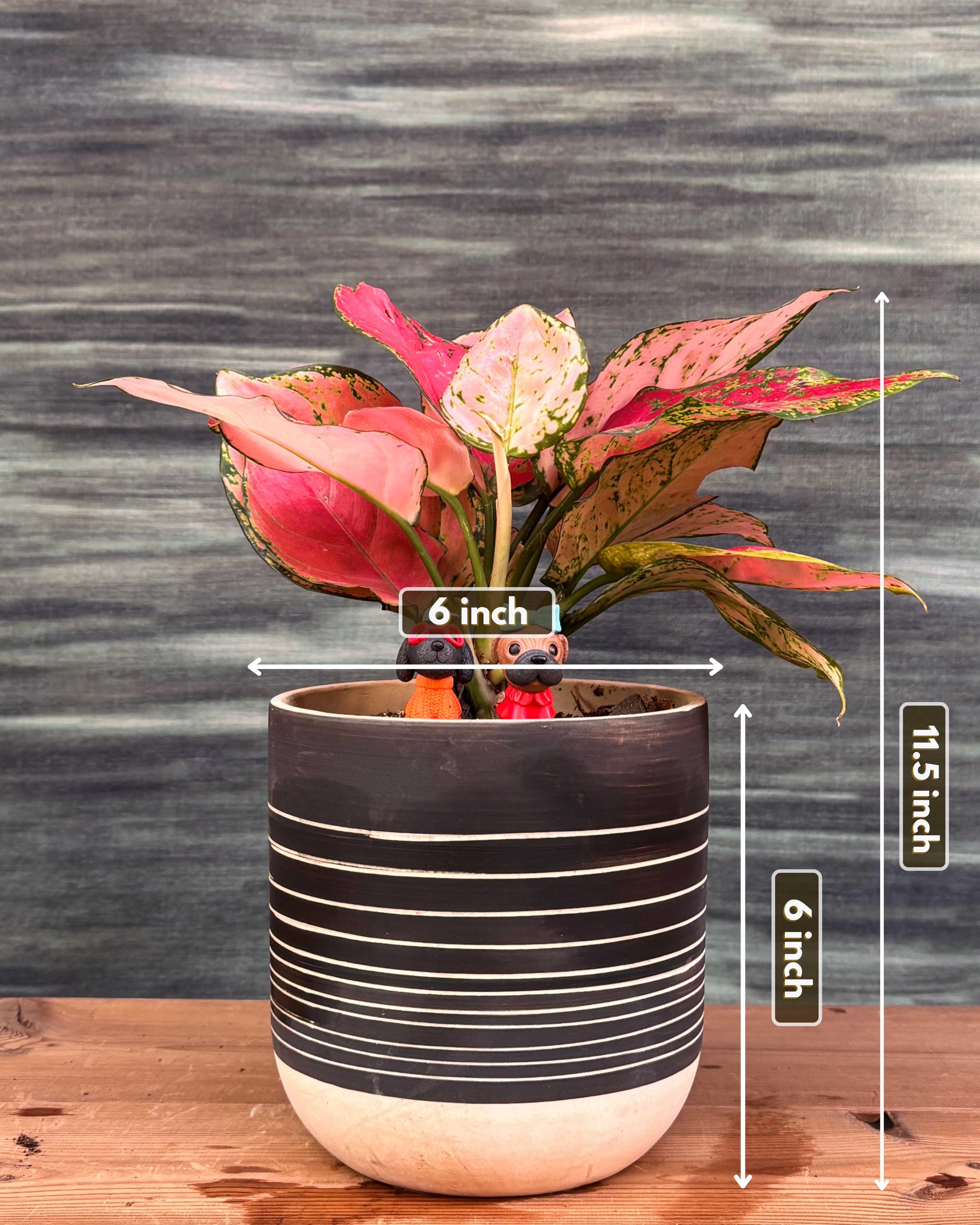 Aglaonema in Charcoal Etch