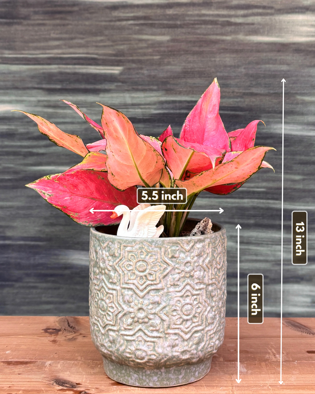 Aglaonema Red in Sage Green