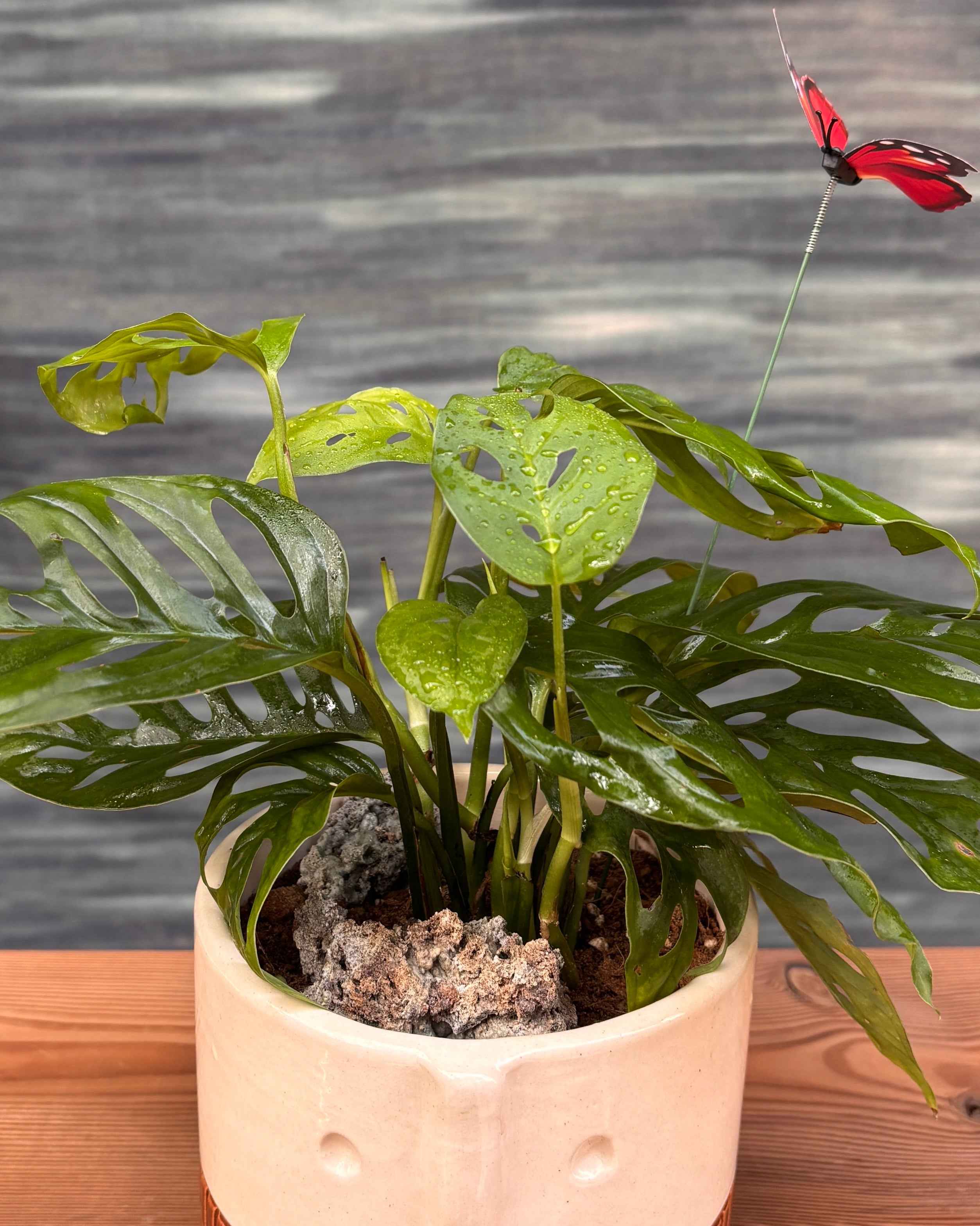 Monsterra Adansonii in Tribal Pot Planterie Studio Pvt. Ltd.