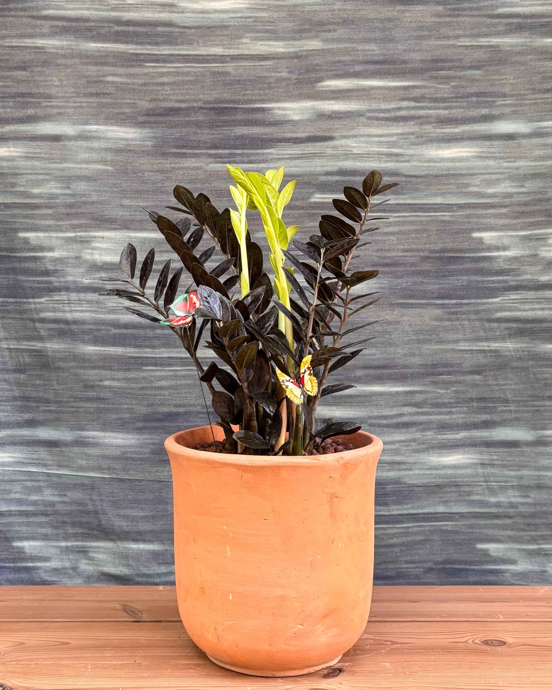 zz plant terracotta ZZ Black in Terracotta Chalice