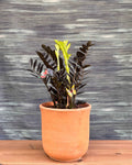 ZZ Black in Terracotta Chalice Planterie Studio Pvt. Ltd.