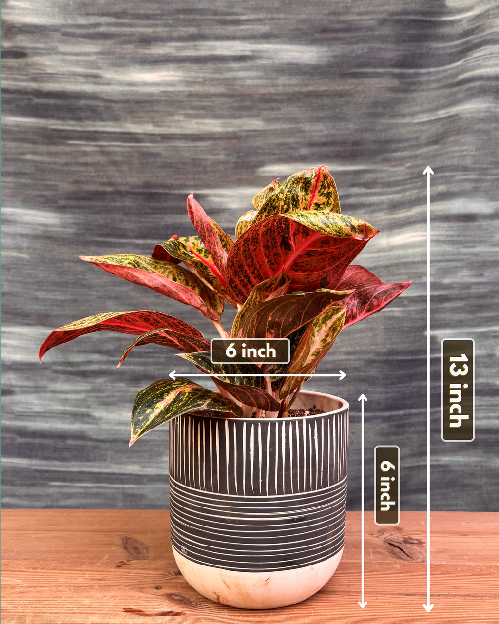 Aglaonema Firework in Charcoal Etch