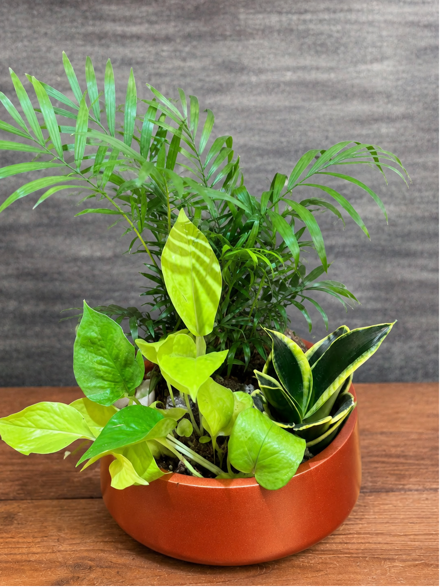 Palm Pothos & Hahnii in Fibre