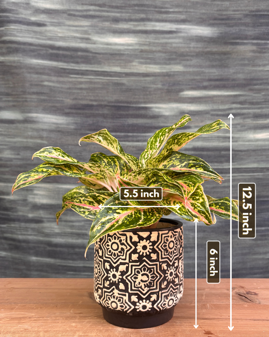 Aglaonema Firework in Black Block