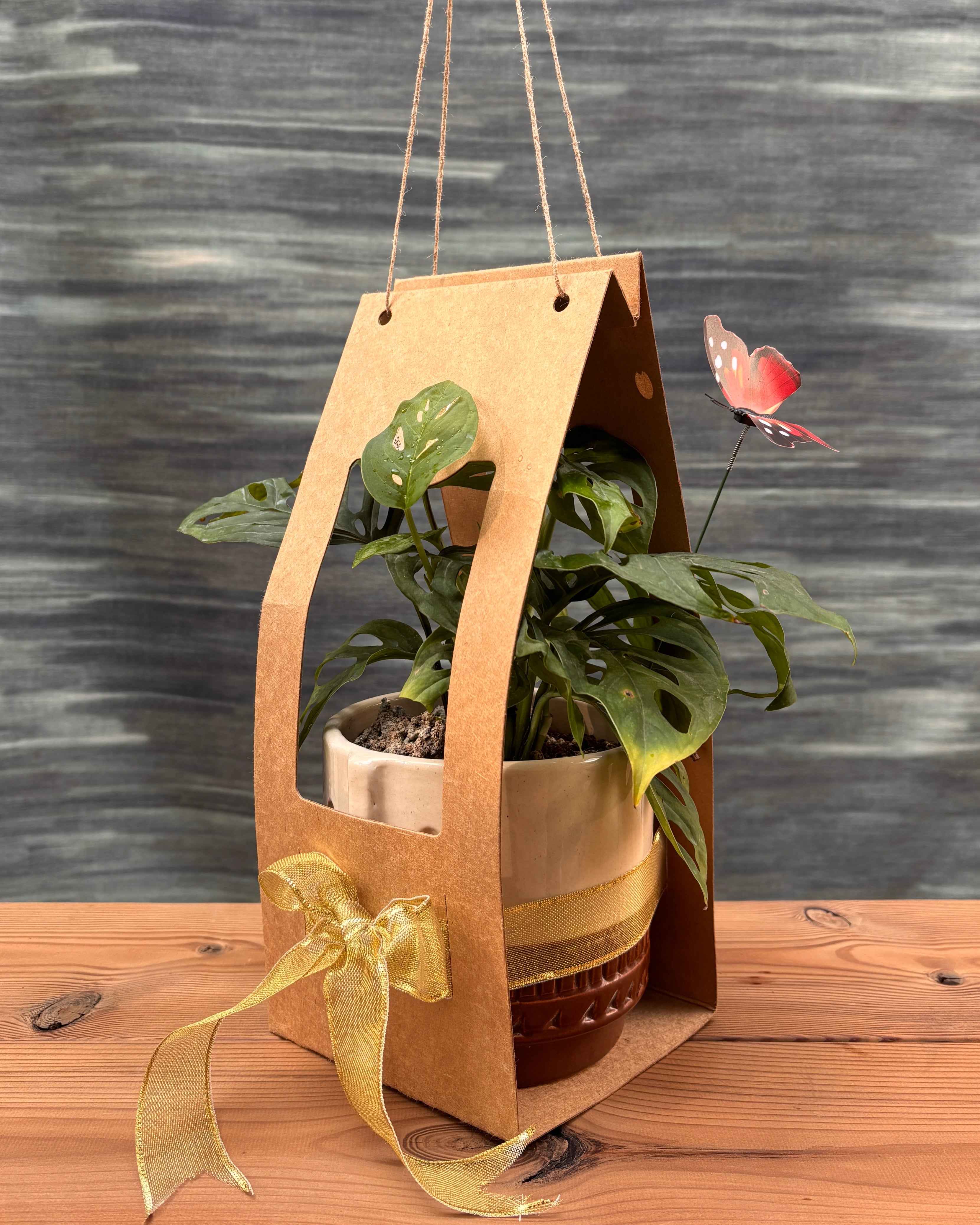 Monsterra Adansonii in Tribal Pot Planterie Studio Pvt. Ltd.