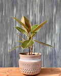 Rubber Plant in Urn Planterie Studio Pvt. Ltd.