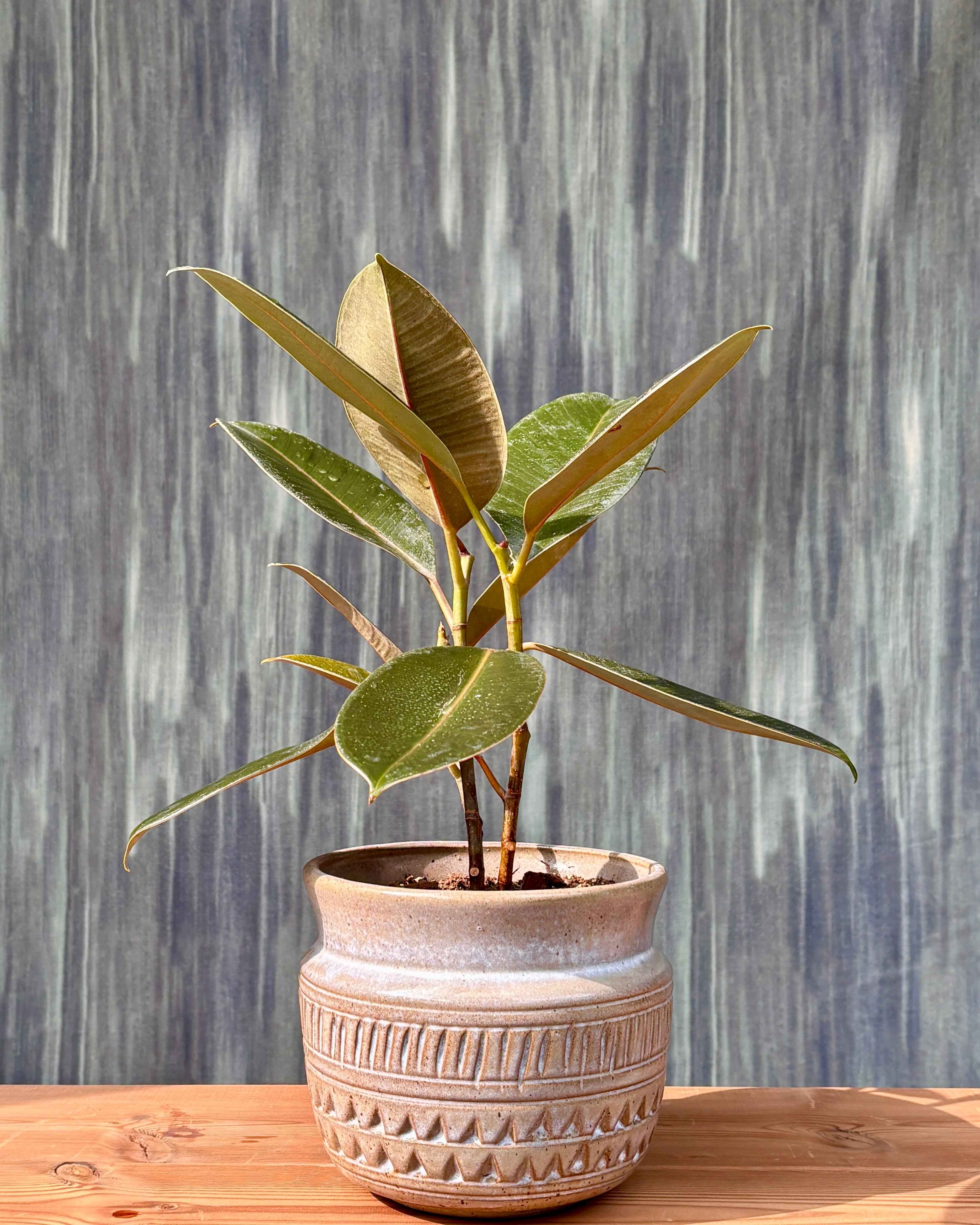 Rubber Plant in Urn Planterie Studio Pvt. Ltd.