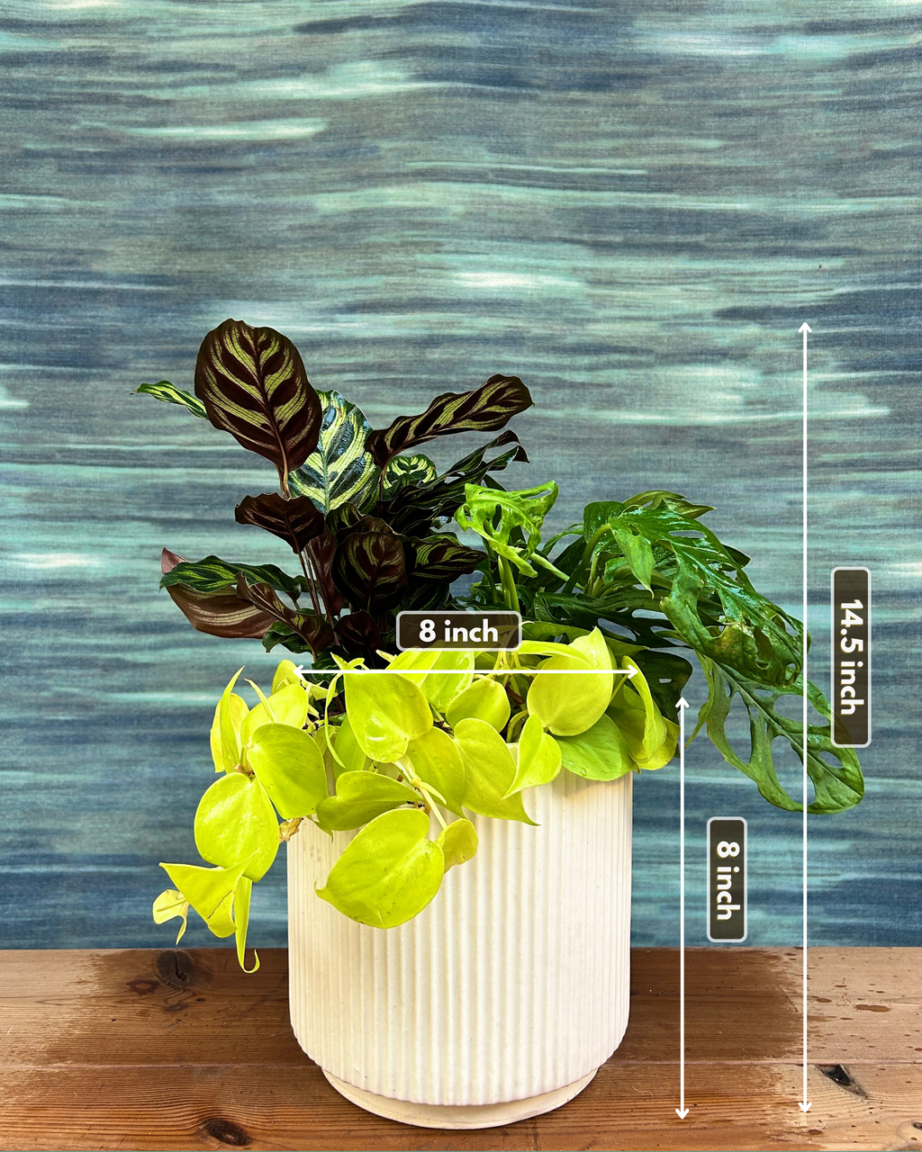 Green Whisper on White Java