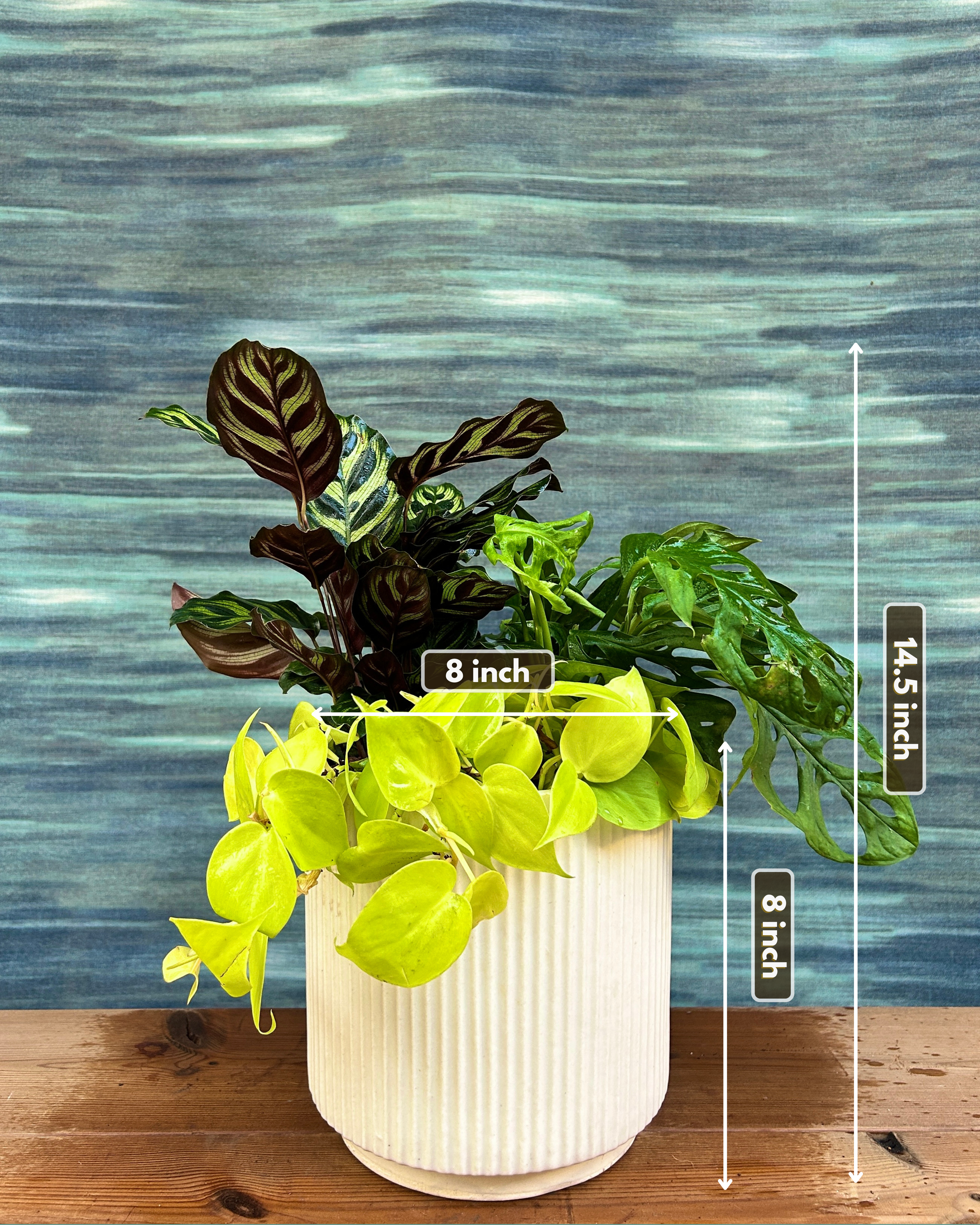 Green Whisper on White Java