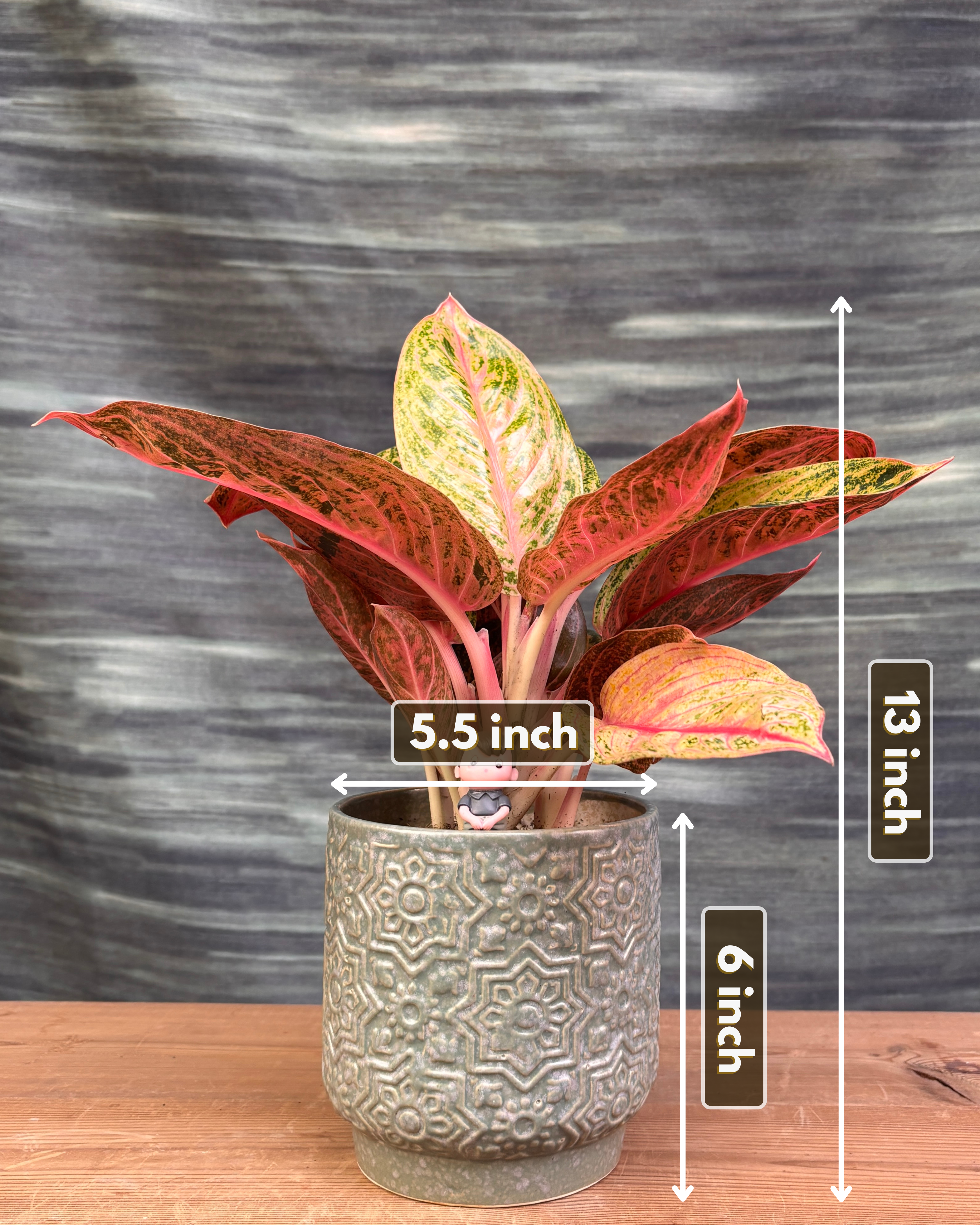 Aglaonema Firework in Sage Green
