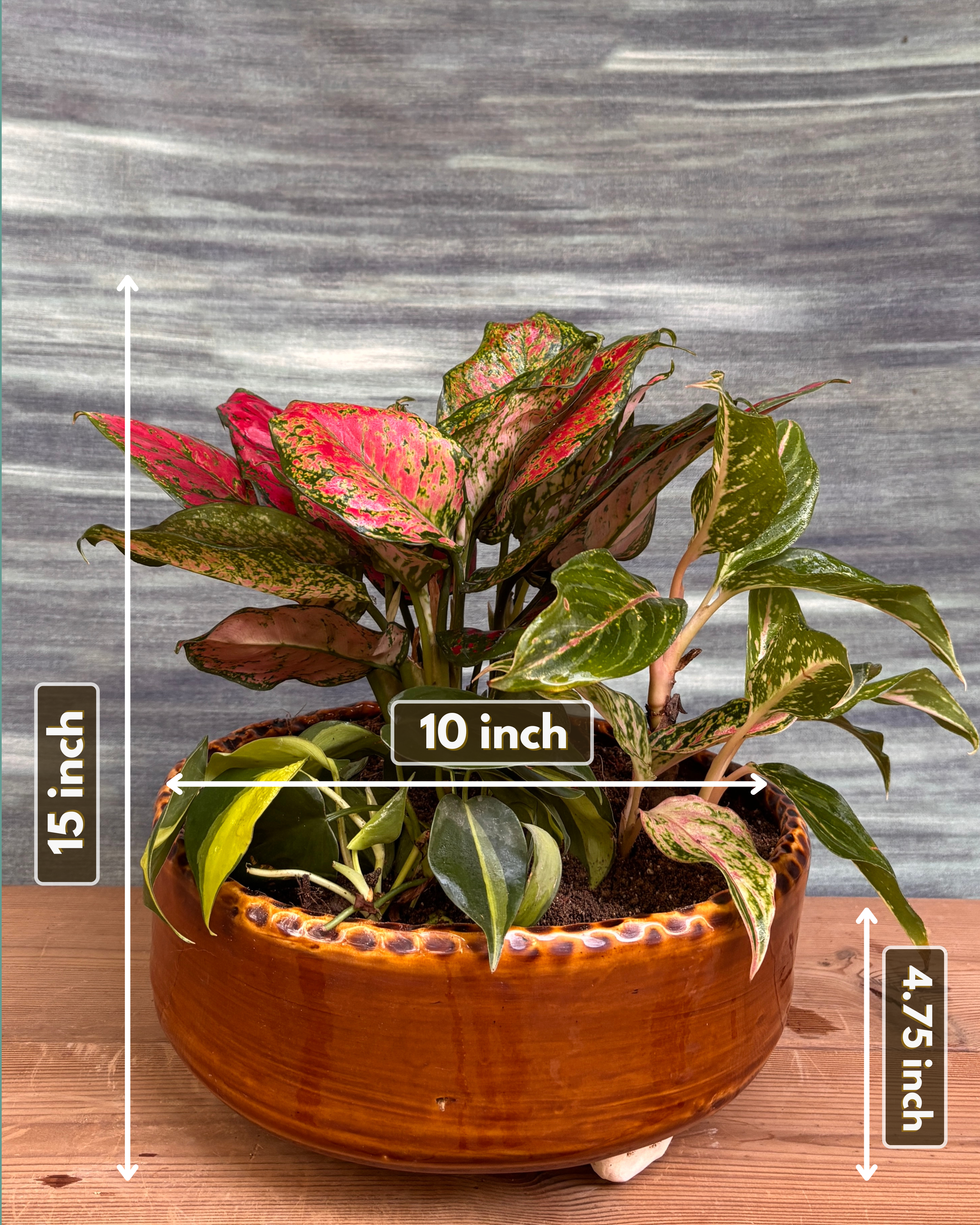 Aglaonemas & Brasil in Crooked Ceramic