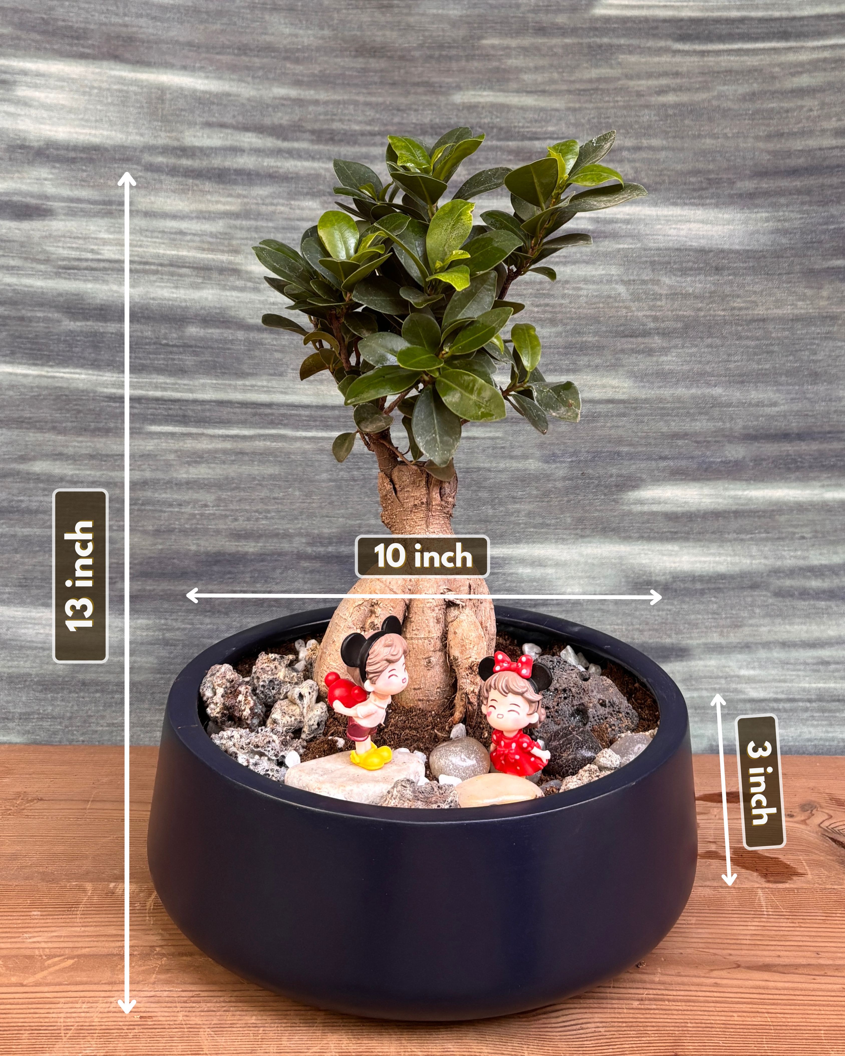 Ficus Ginseng Mickey Bonsai in Fibre Pot