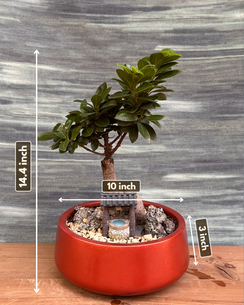 Ficus Ginseng Little Well Bonsai