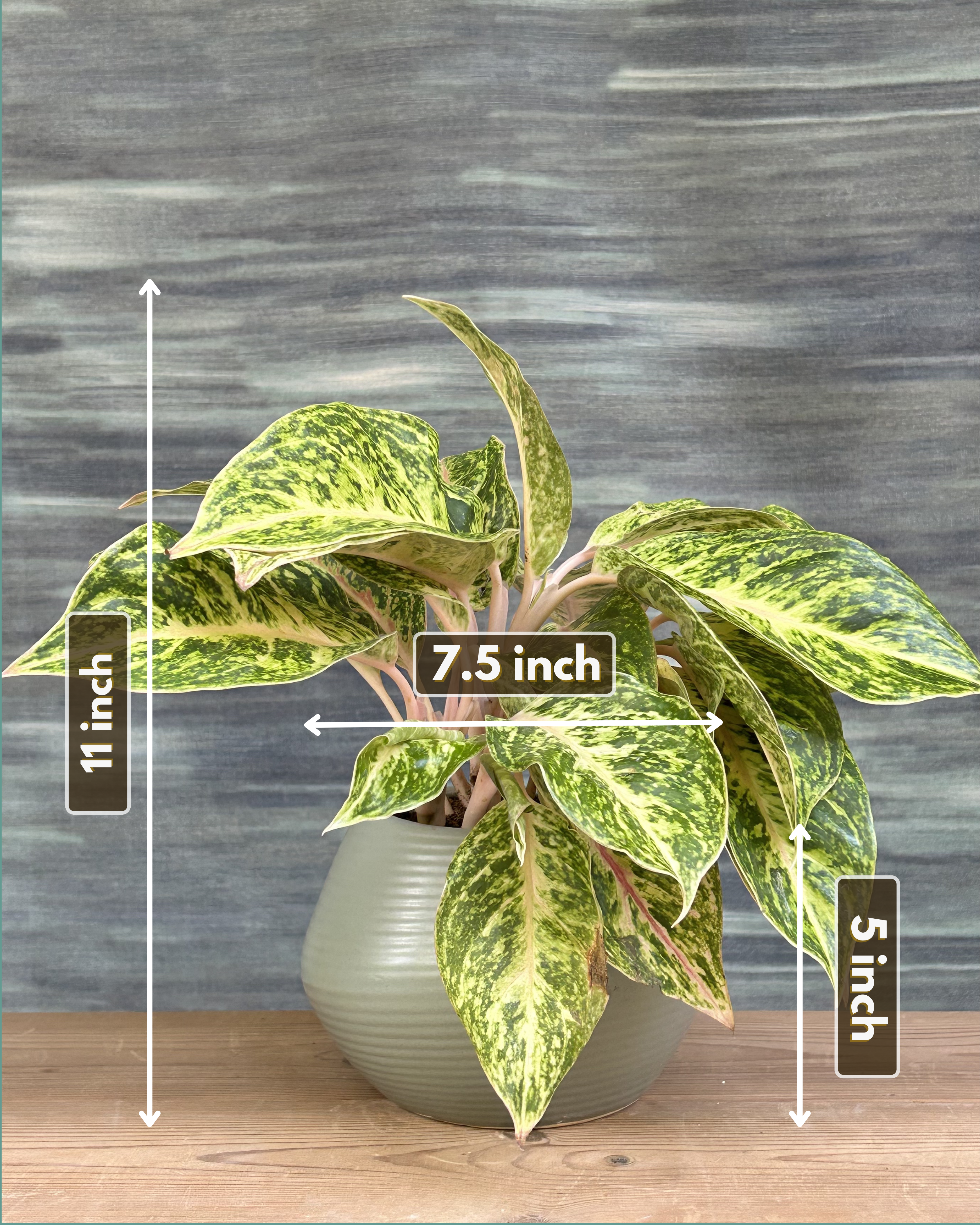 Aglaonema Firework in Sand Dune