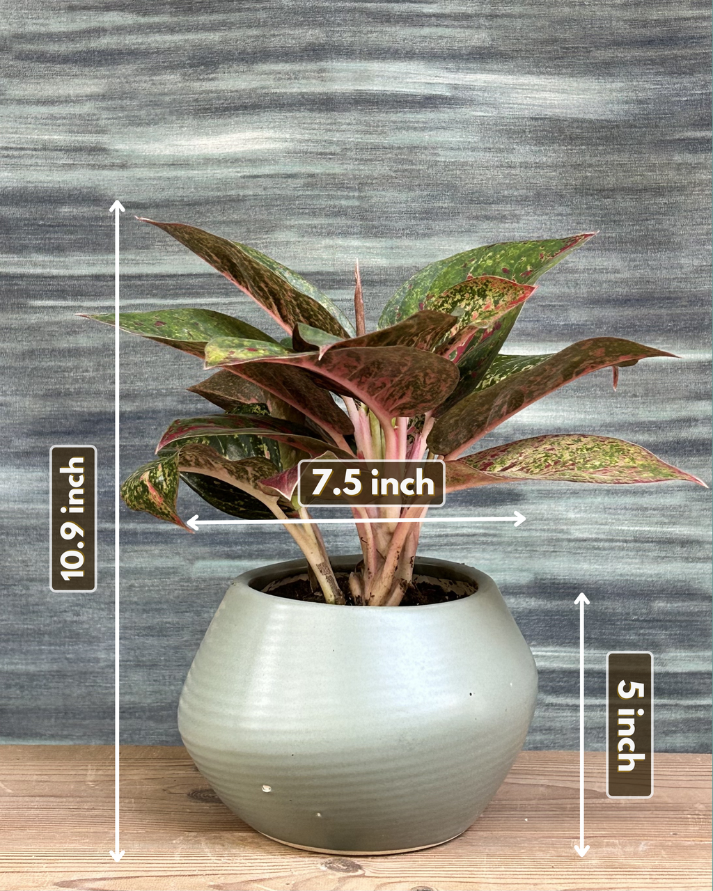 Aglaonema Firework Lucky Red in Sand Dune