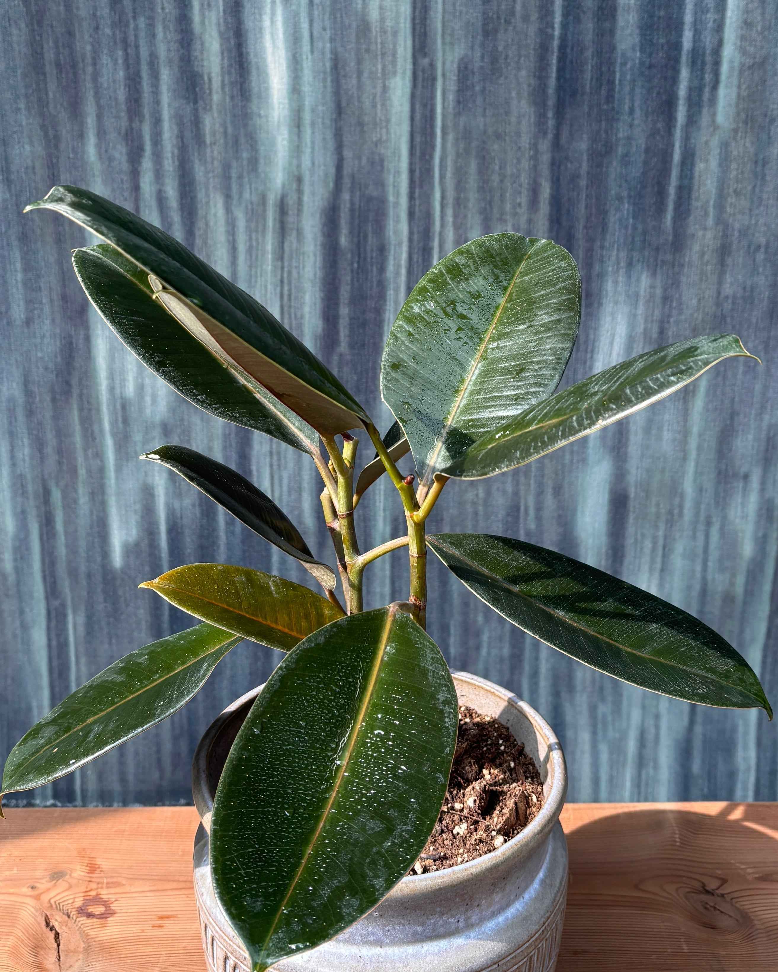 Rubber Plant in Urn Planterie Studio Pvt. Ltd.