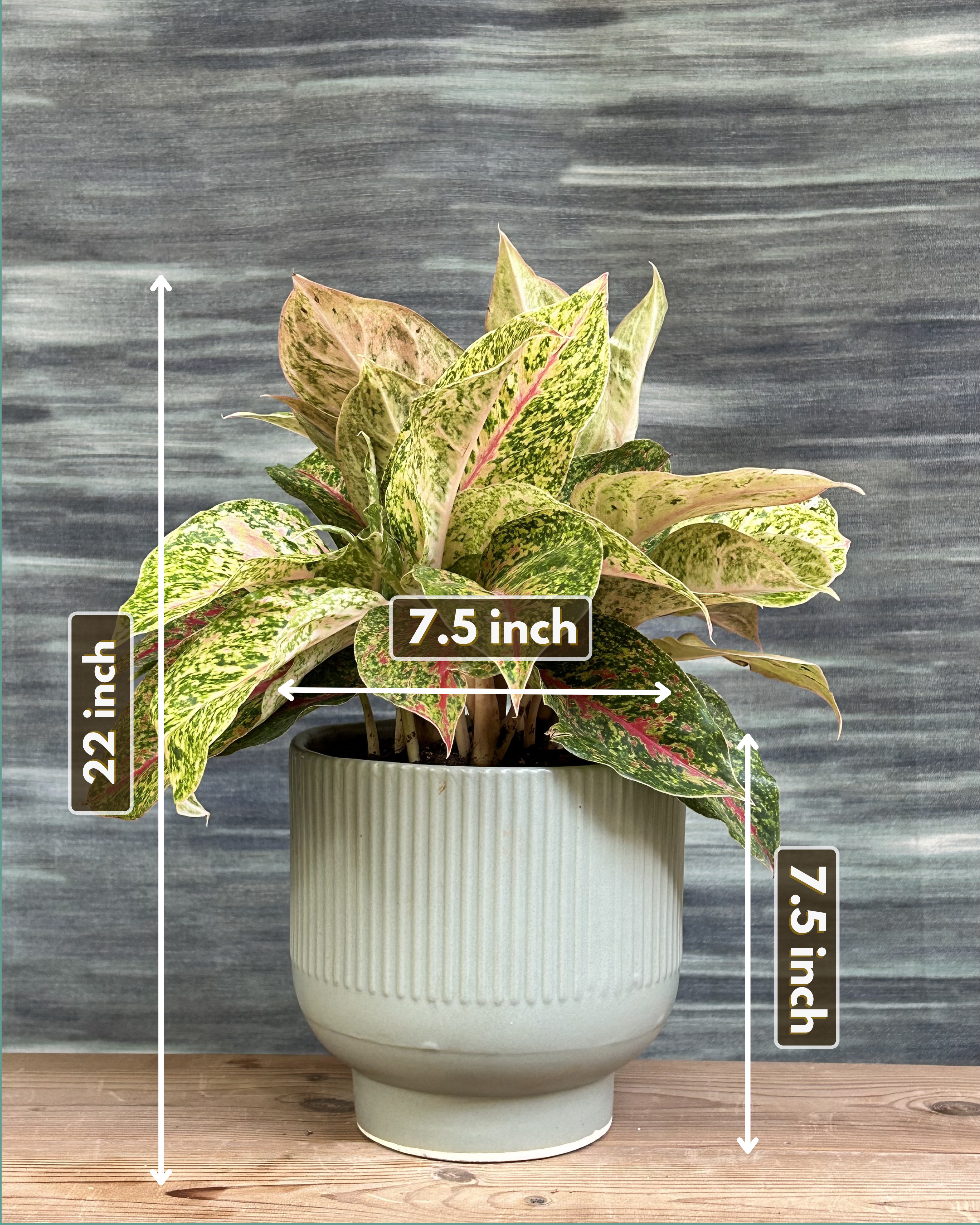 Aglaonema Fireworks in Ribbed Chalice