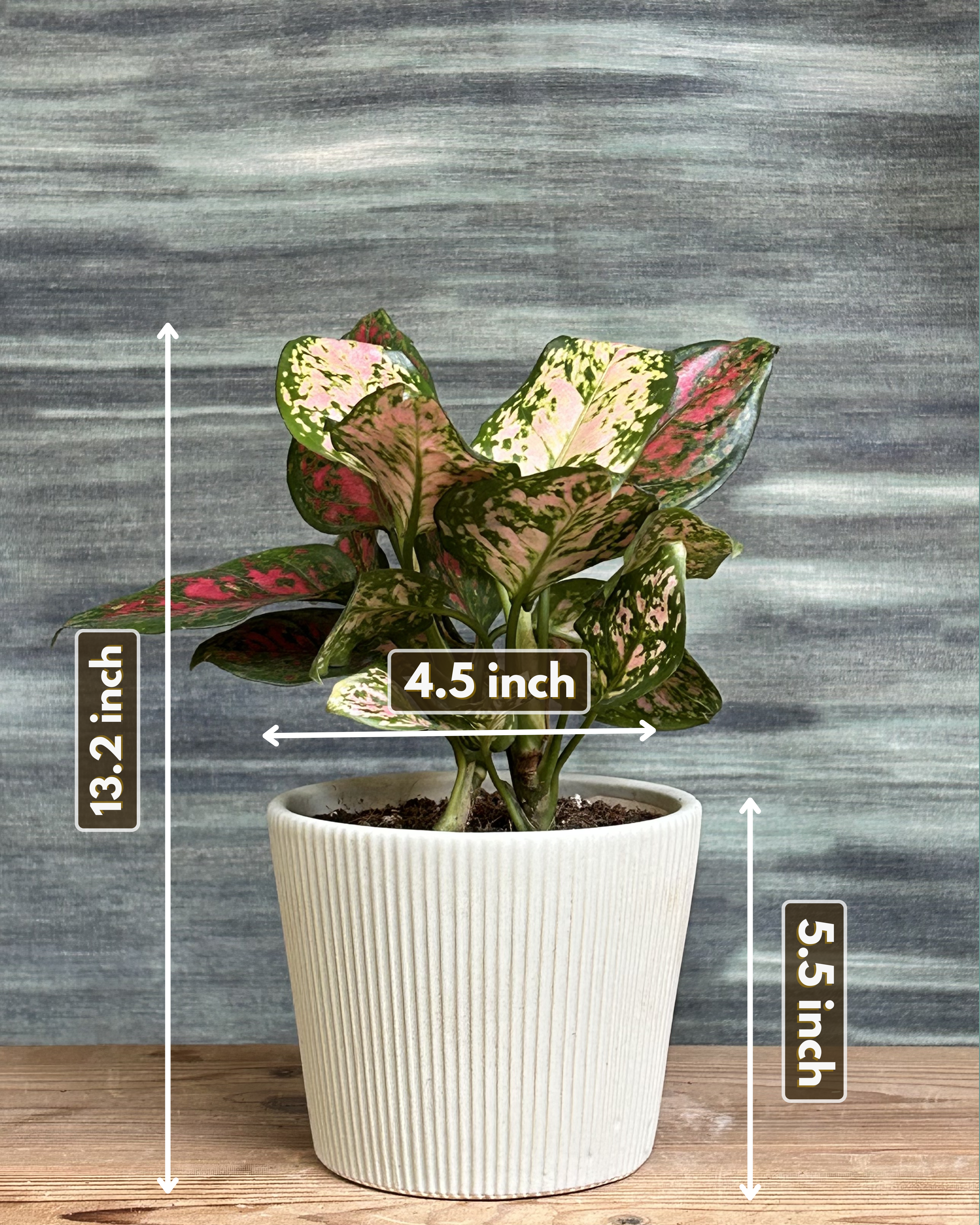 Aglaonema Red-Pink in Grey Vertiline