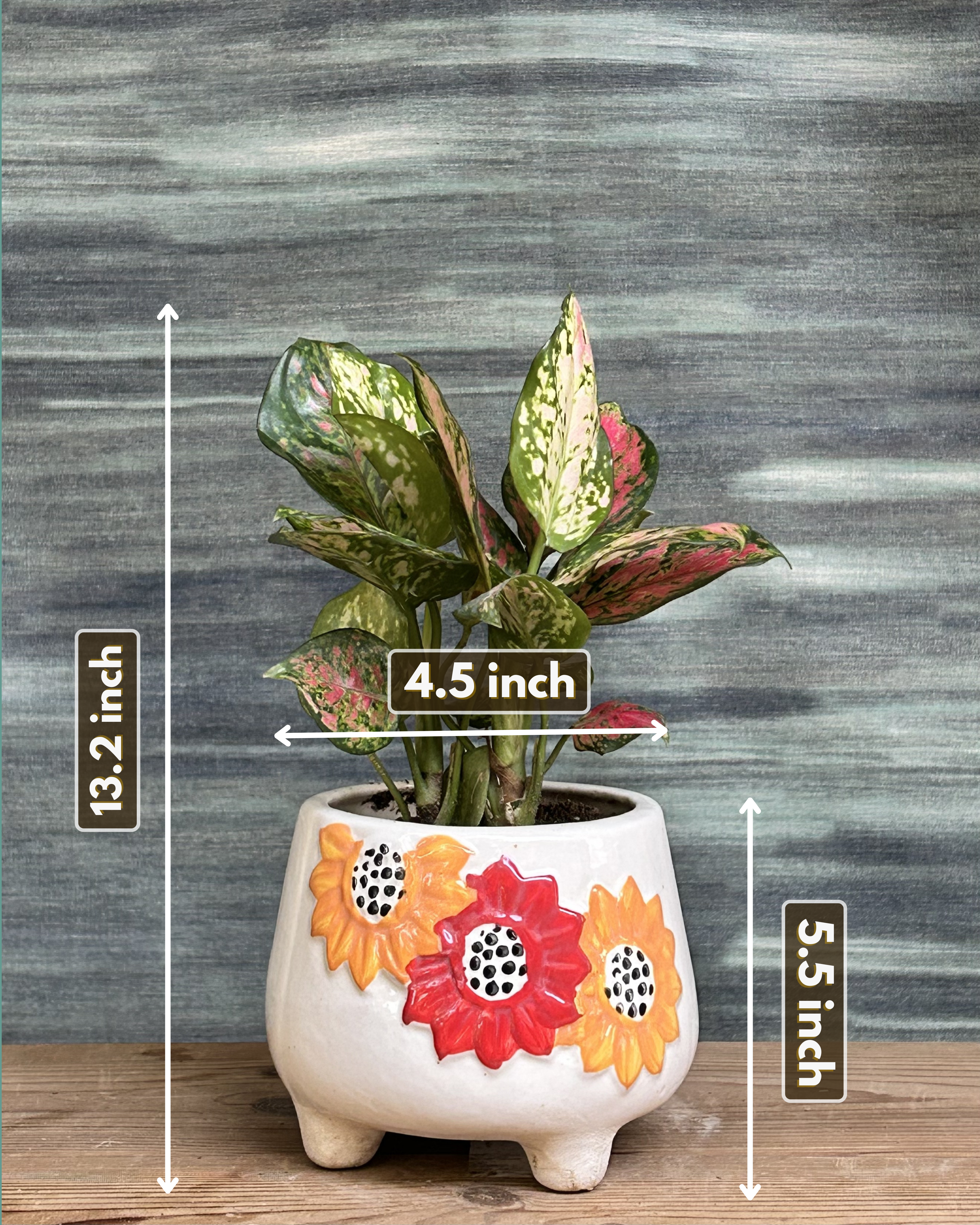 Aglaonema Red-Pink in Floral Tippy