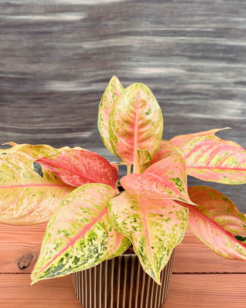 Agloanema Firework in Modern Green Planterie Studio Pvt. Ltd.