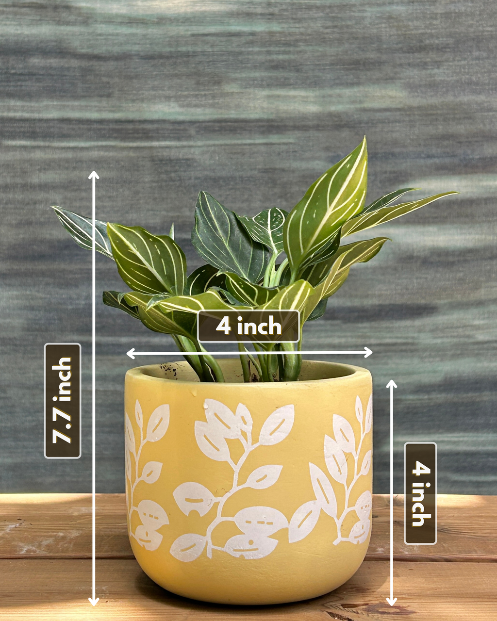 Aglaonema White Vein in Yellow Basil