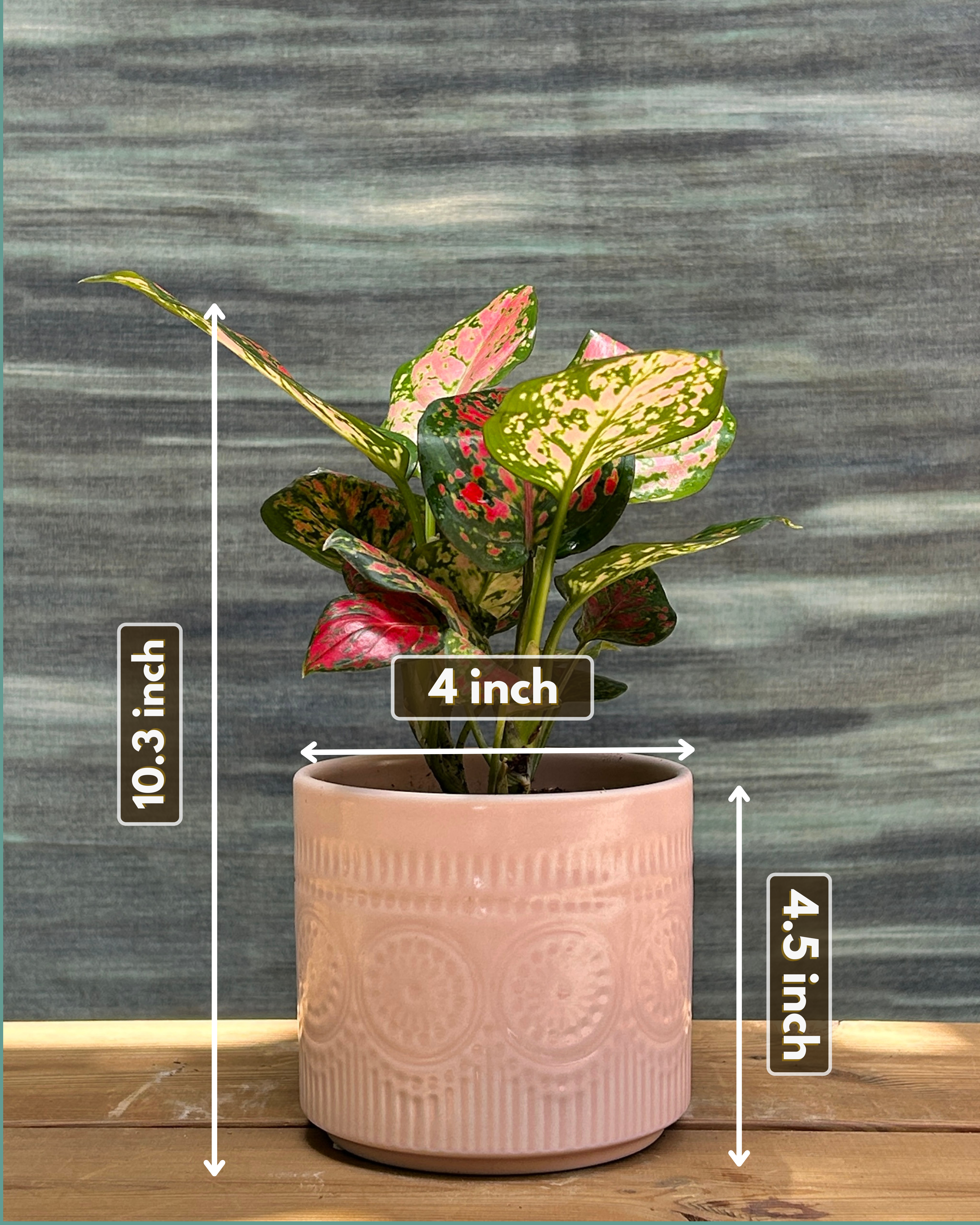 Aglaonema Red-Pink in Pink Mandala