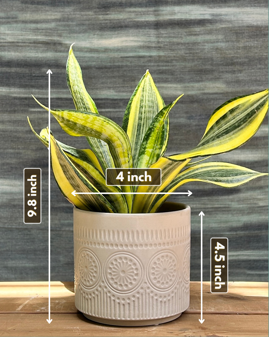 Snake Plant Twister in White Mandala