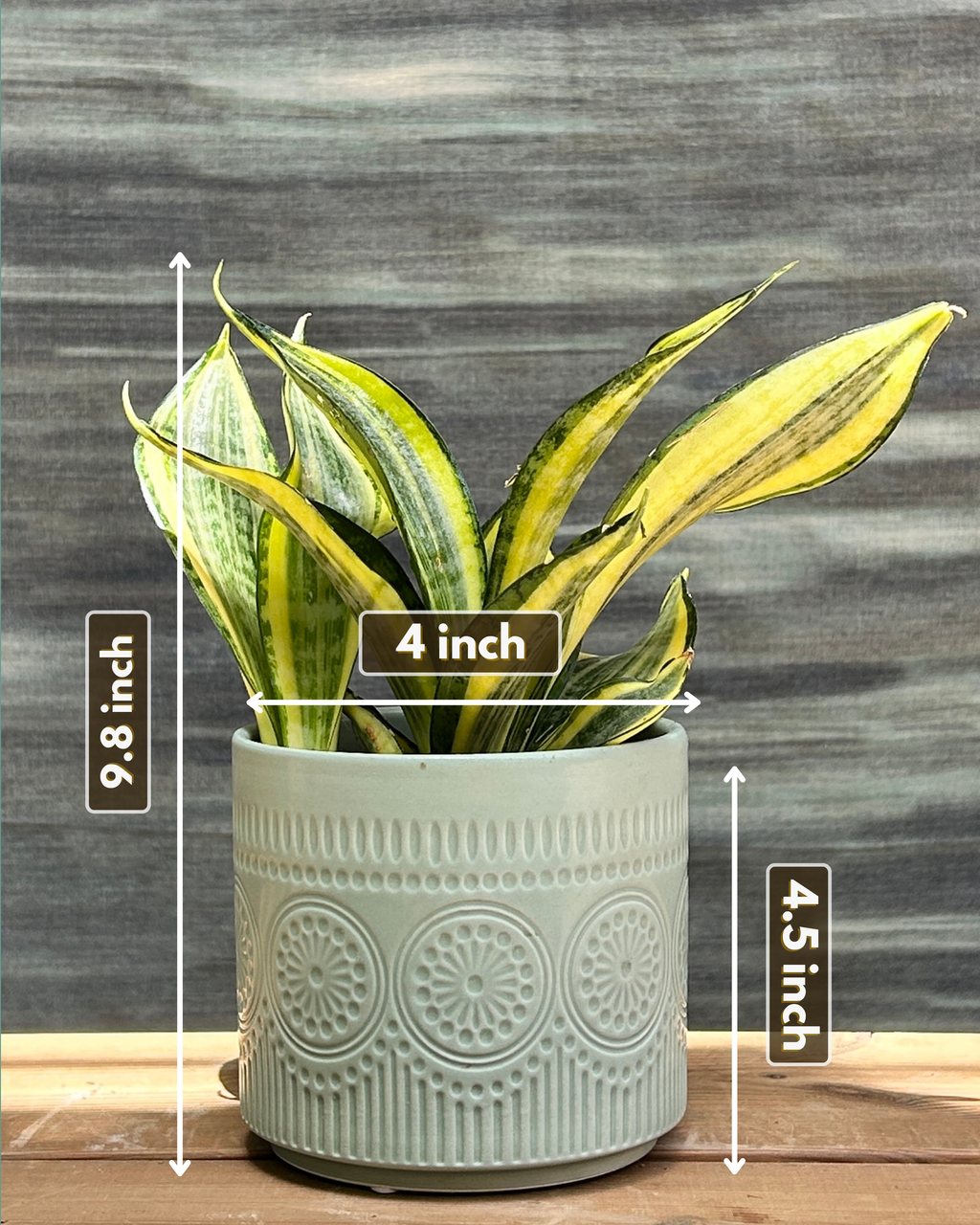 Snake Plant Twister in Green Mandala