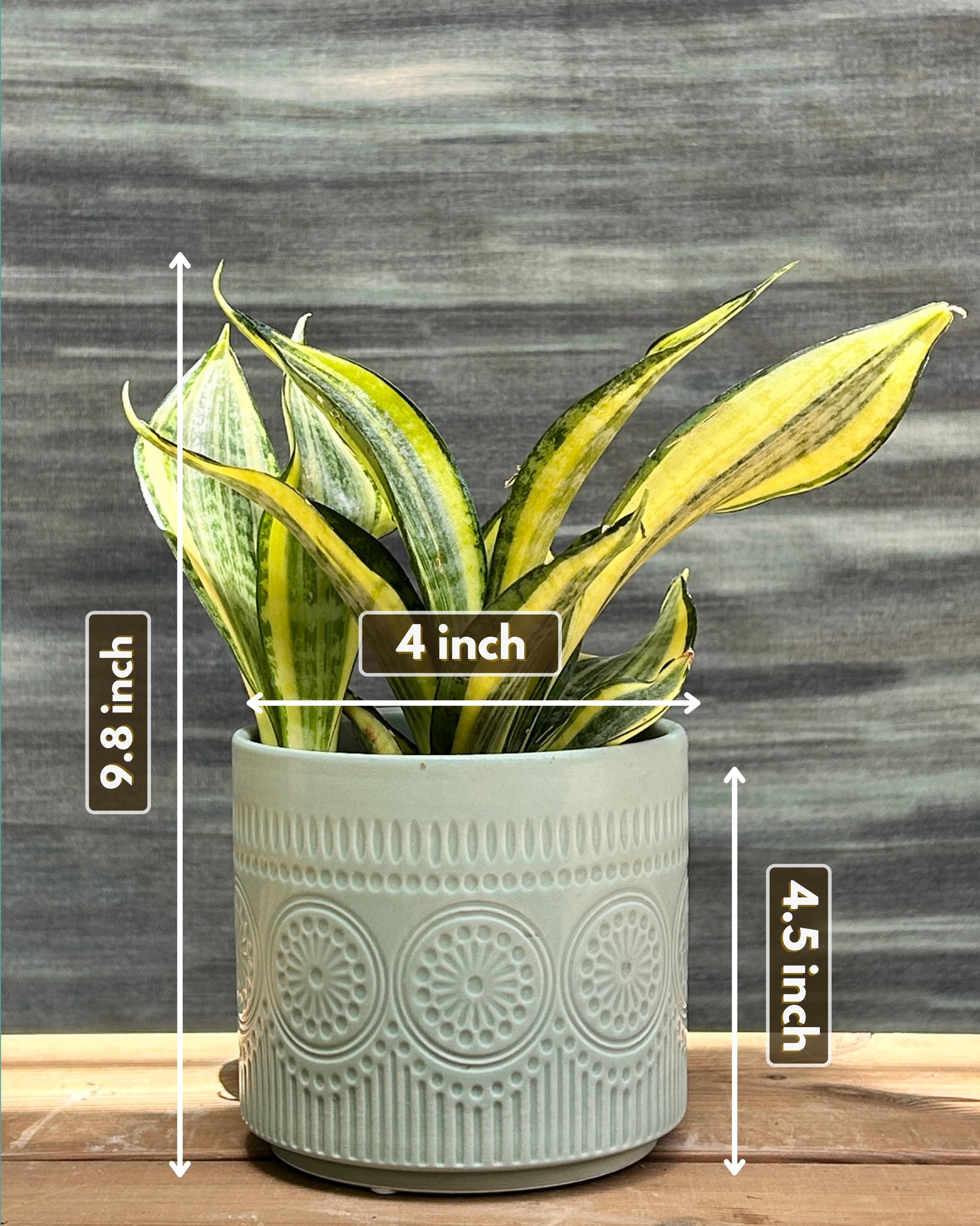 Snake Plant Twister in Green Mandala