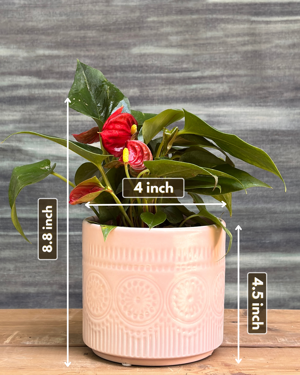 Anthurium Flamingo in Pink Mandala