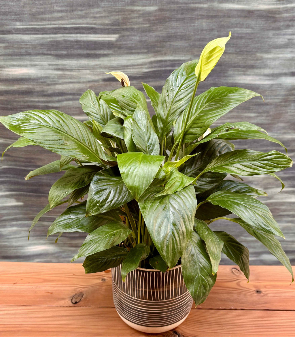 Peace Lily in Charcoal Planterie Studio Pvt. Ltd.