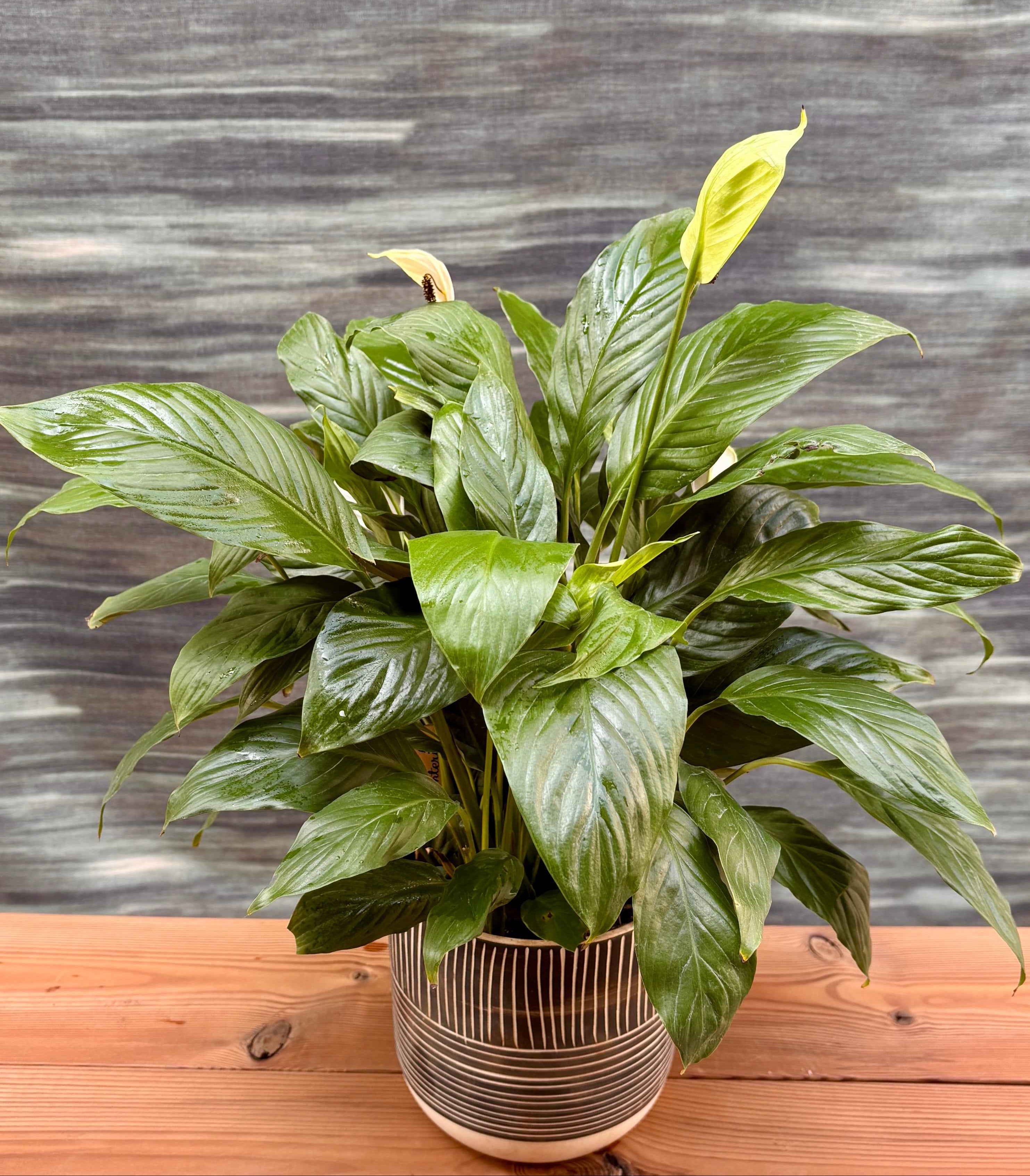 Peace Lily in Charcoal Planterie Studio Pvt. Ltd.