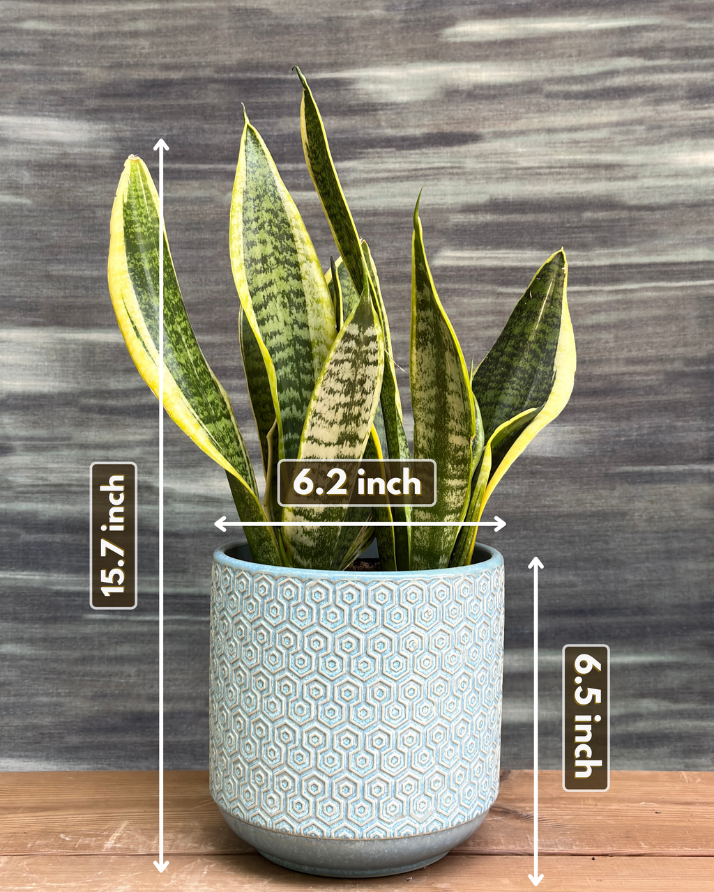 Snake Plant Black Gold in Blue Hexagon